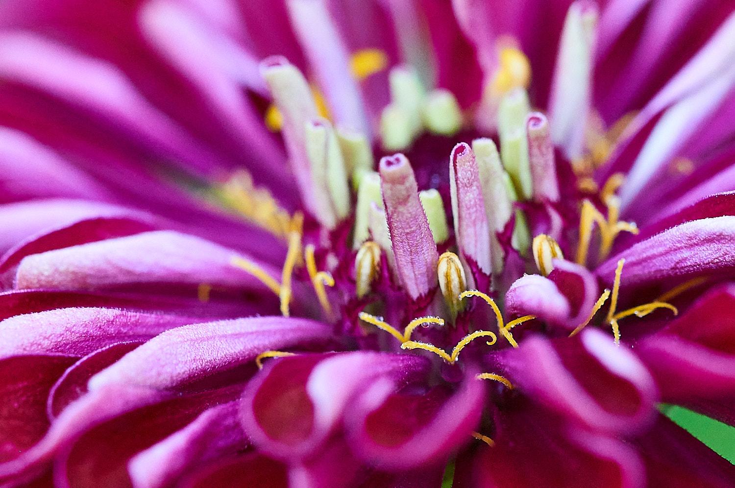 Colorful Flower Blossom