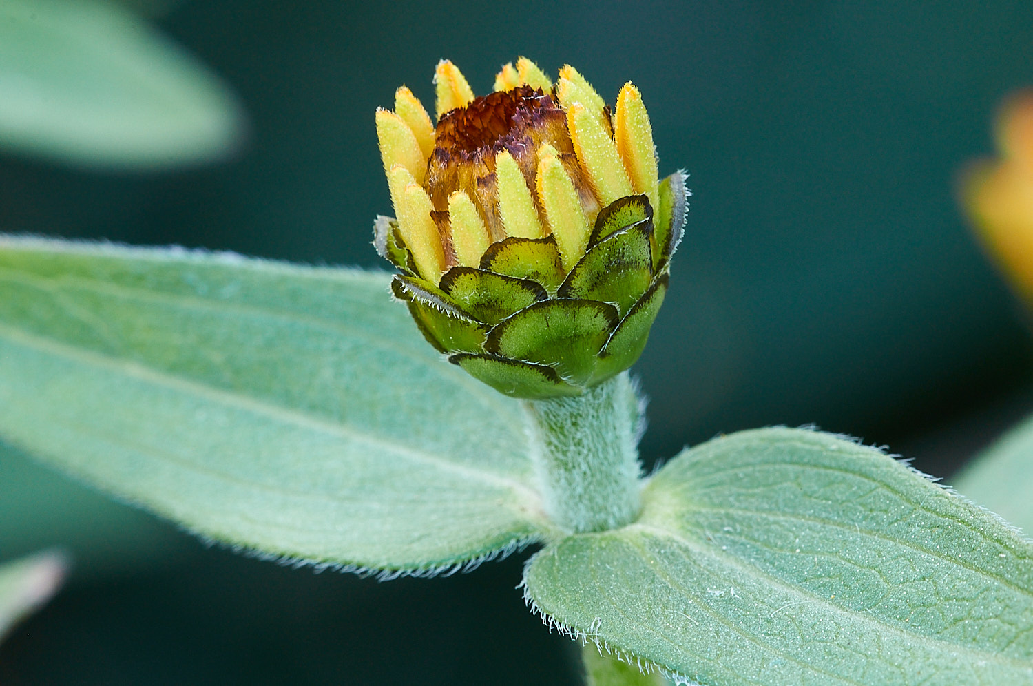 Colorful Flower Blossom