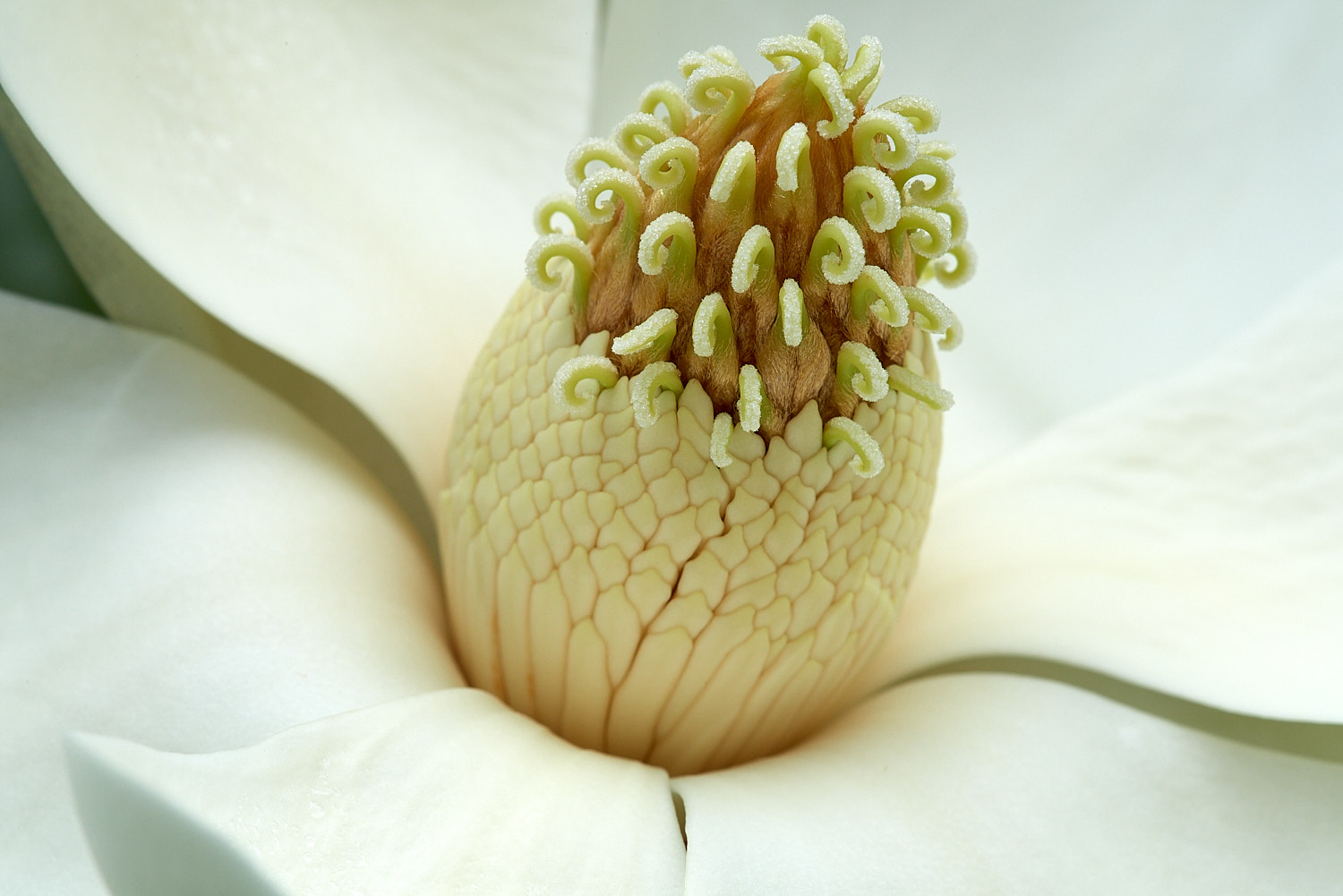 Colorful Flower Blossom