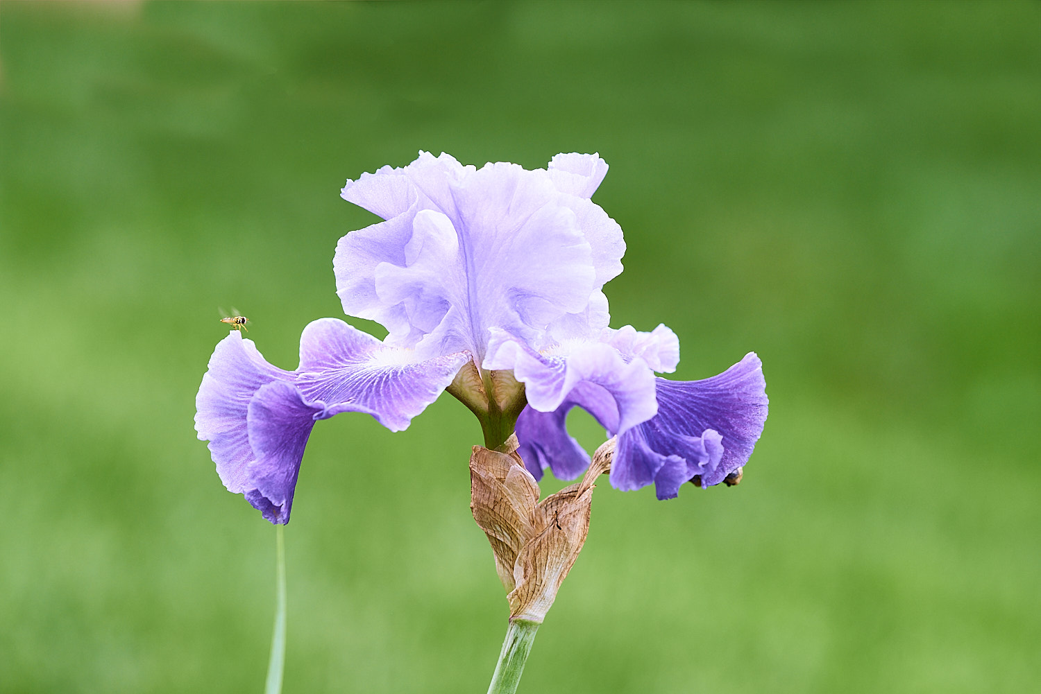 Colorful Flower Blossom