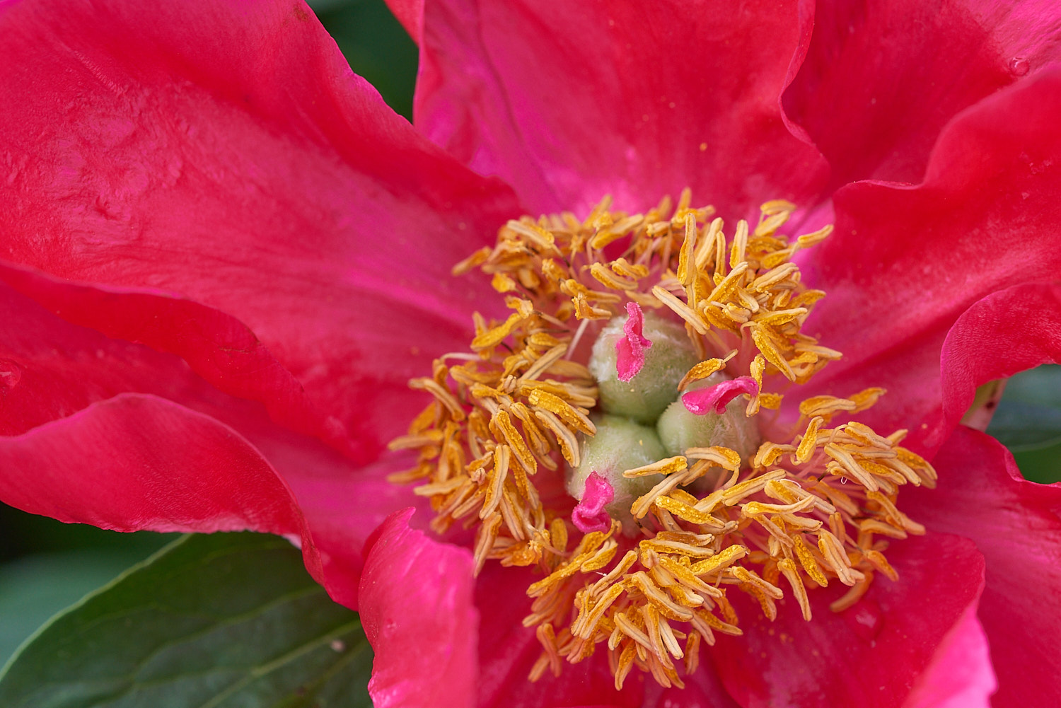Colorful Flower Blossom