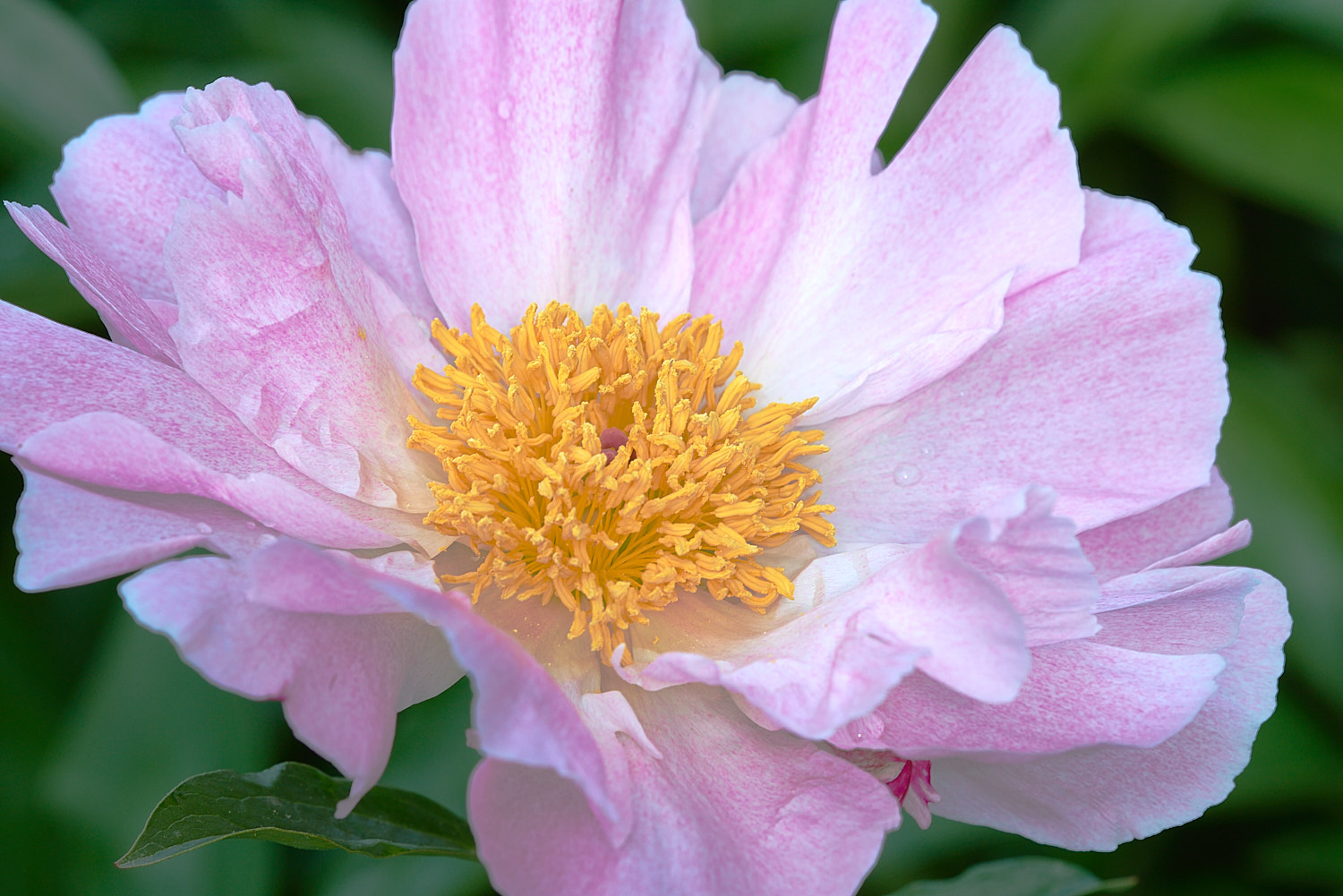 Colorful Flower Blossom