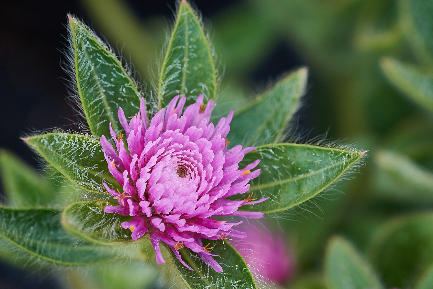 Colorful Flower Blossom