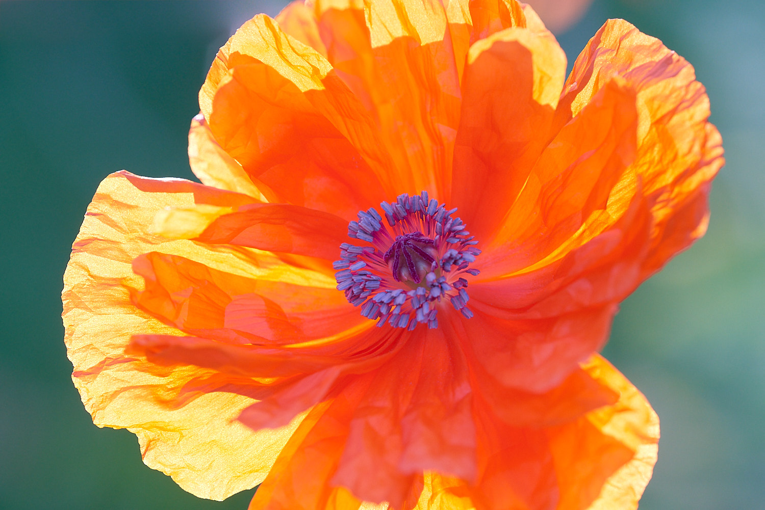 Colorful Flower Blossom