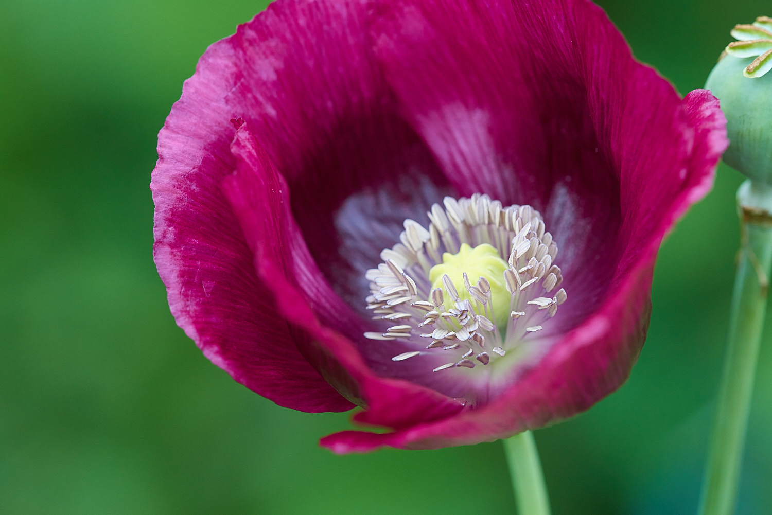 Colorful Flower Blossom