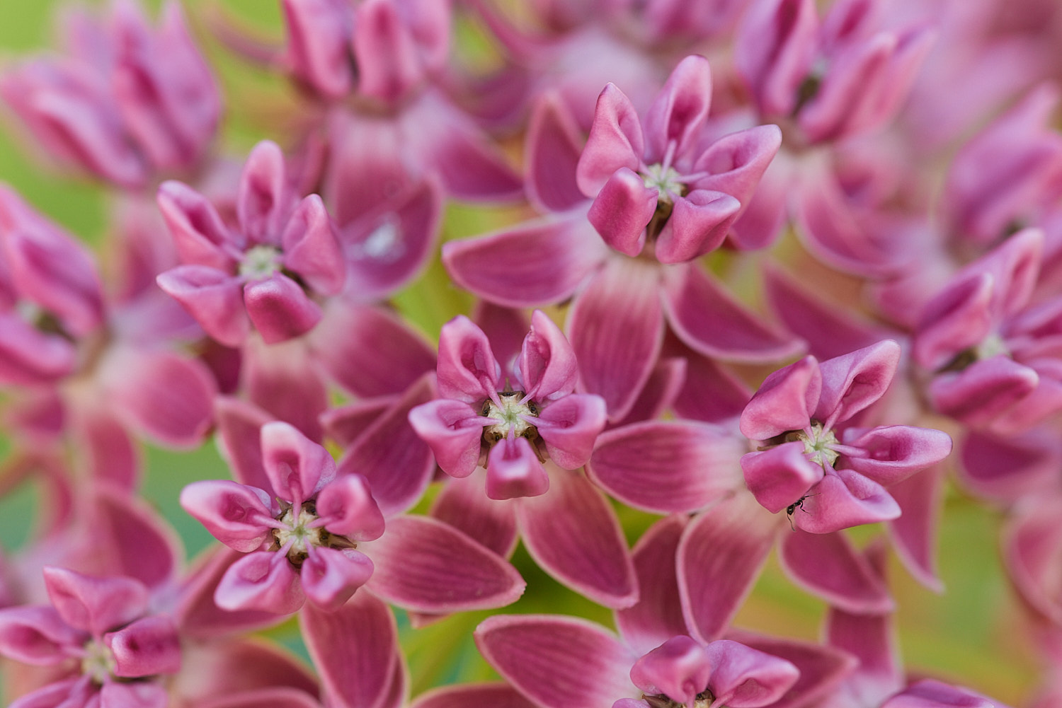 Colorful Flower Blossom