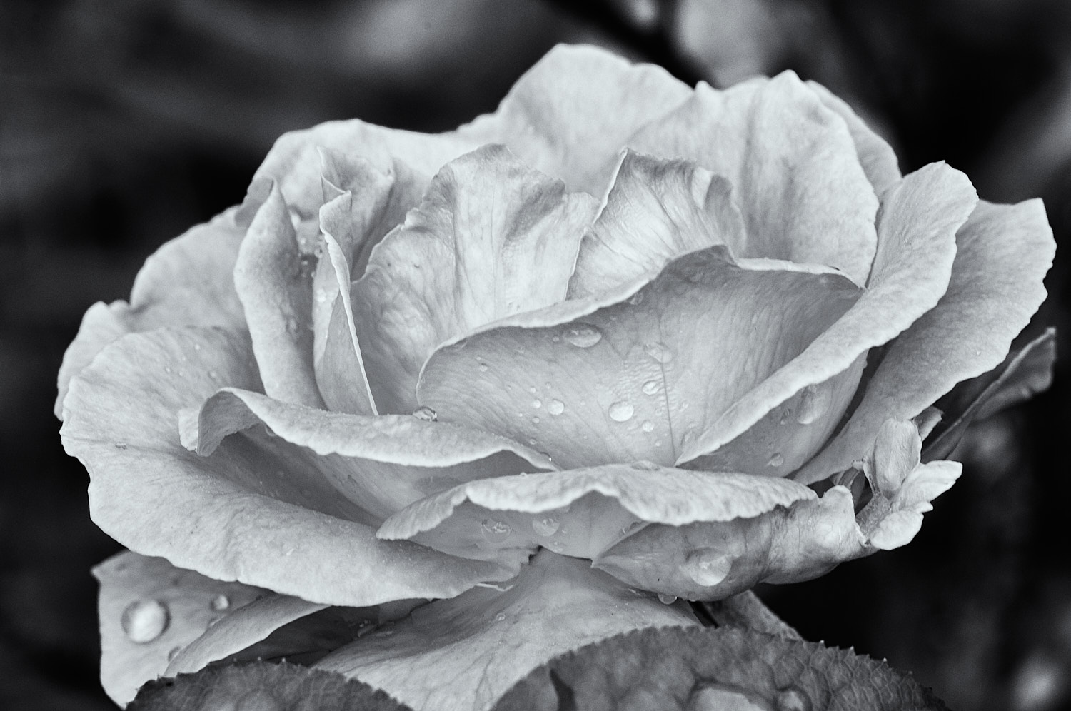 Black and White Photography