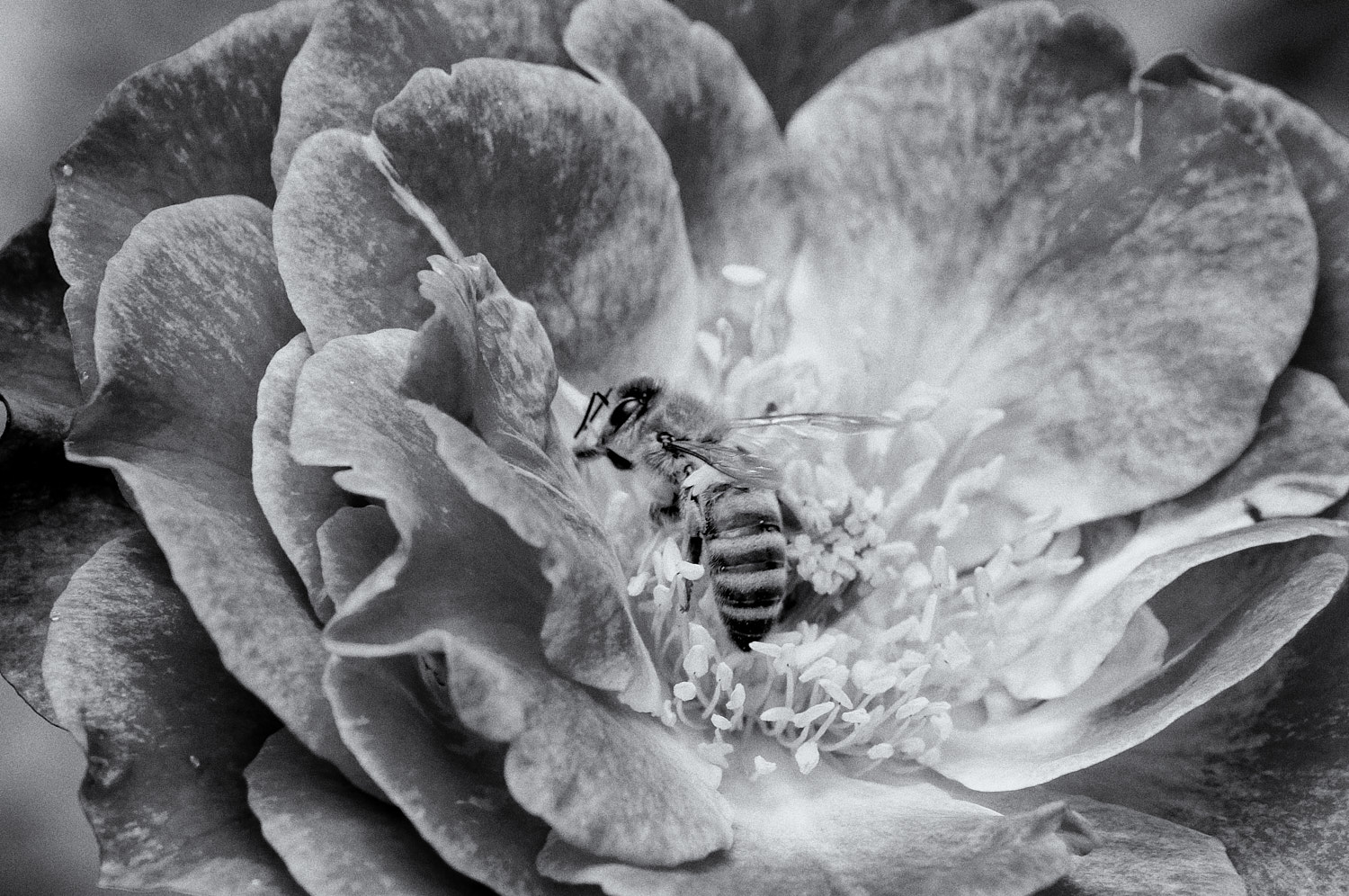 Black and White Photography