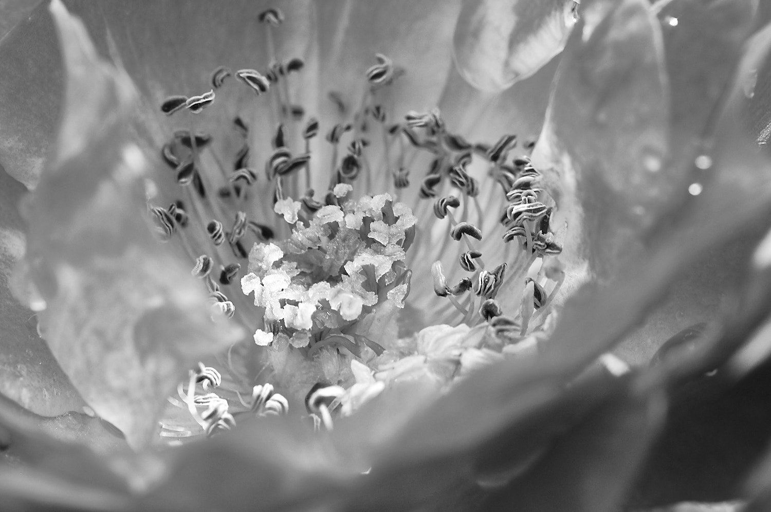 Black and White Photography