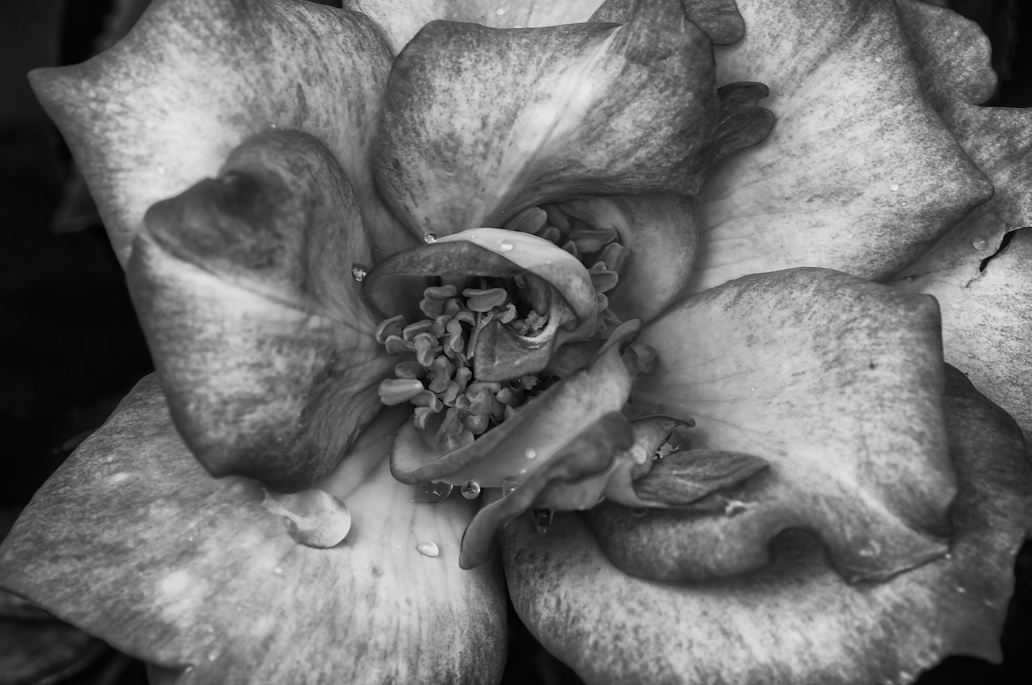 Black and White Photography