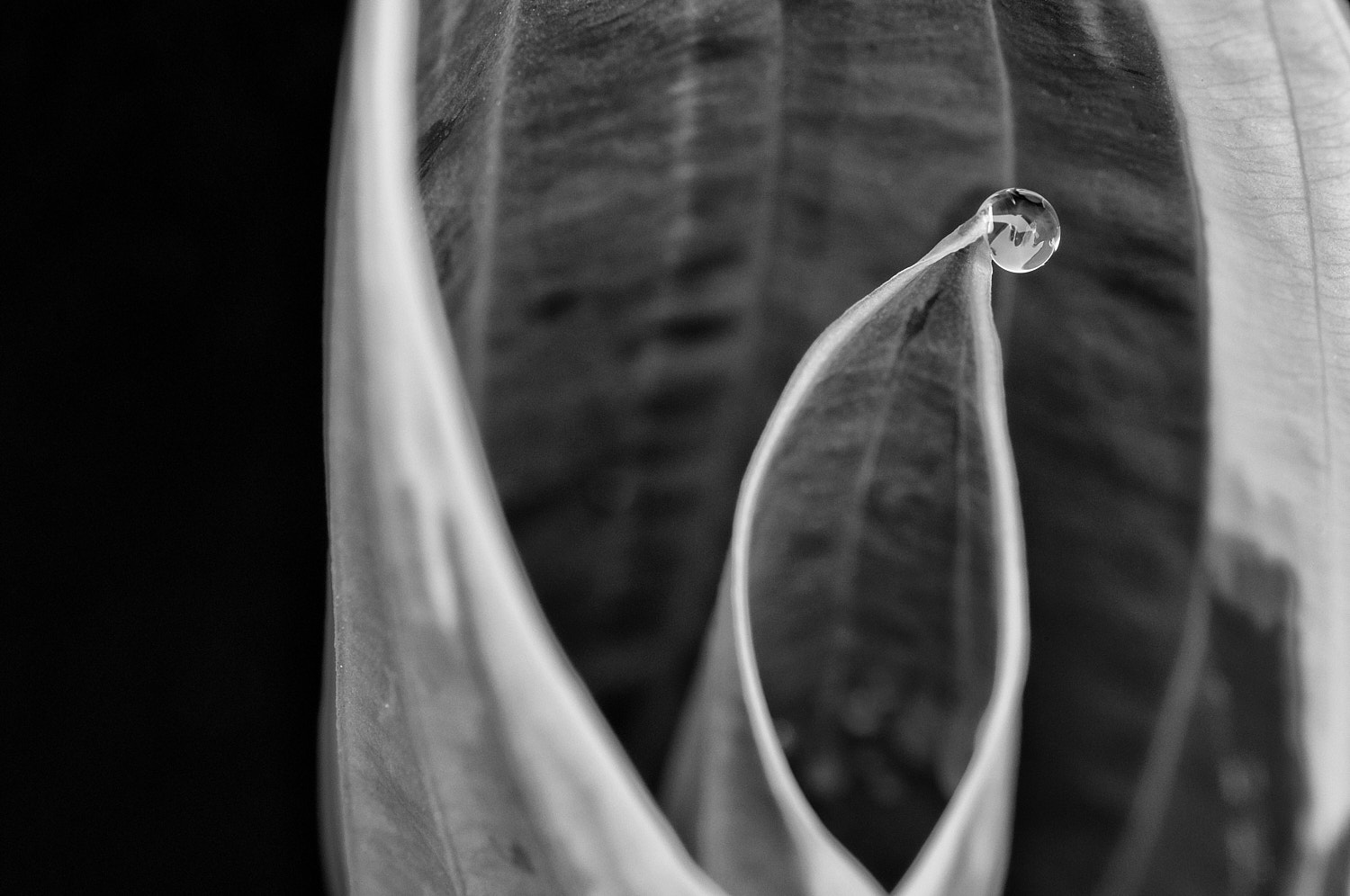 Black and White Photography