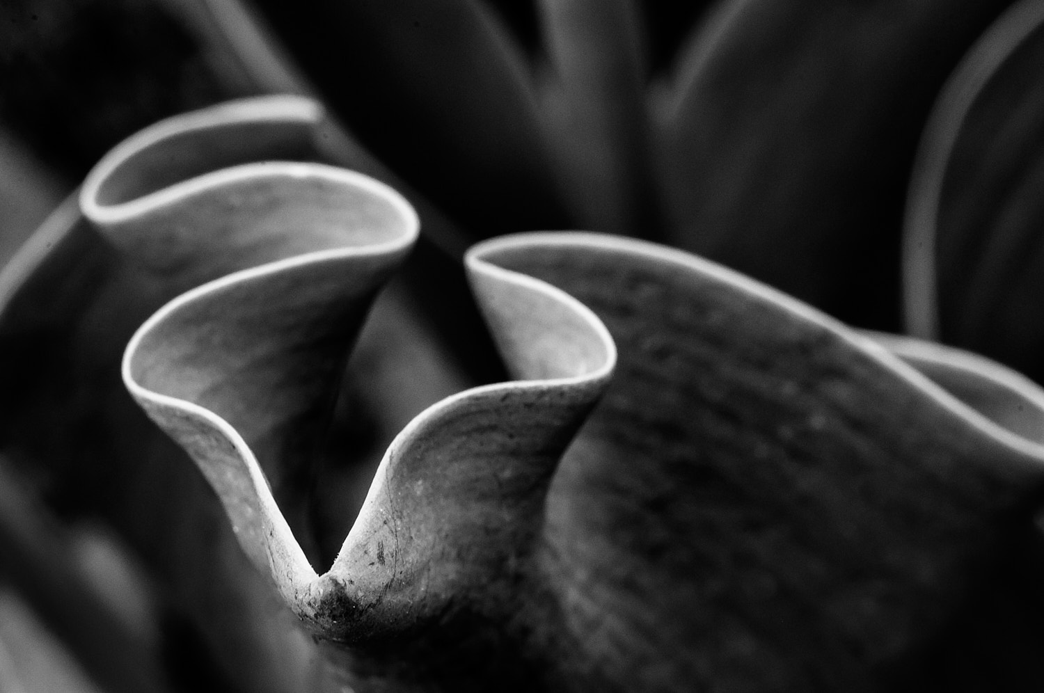 Black and White Photography