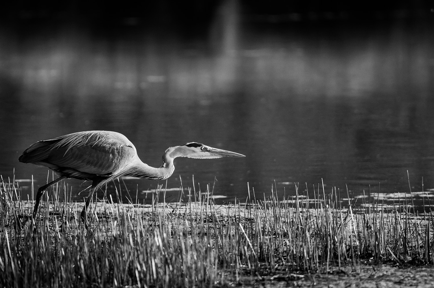 Black and White Photography