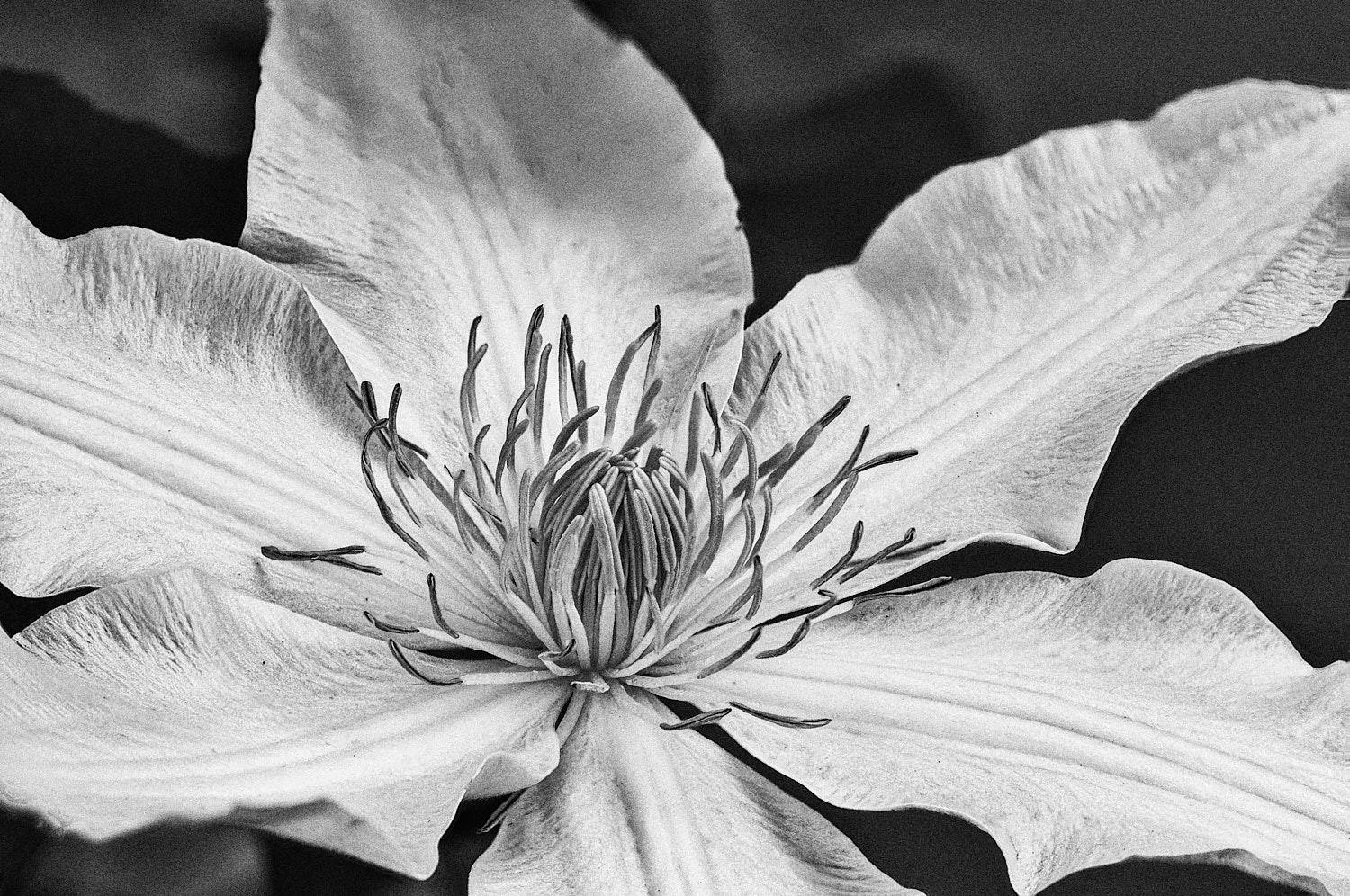 Black and White Photography