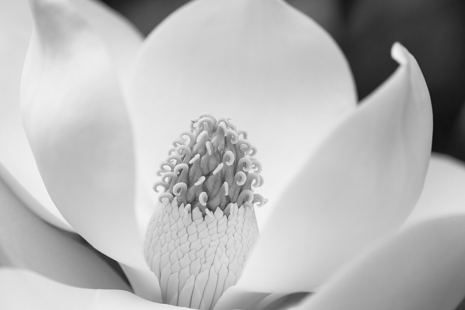 Black and White Photography