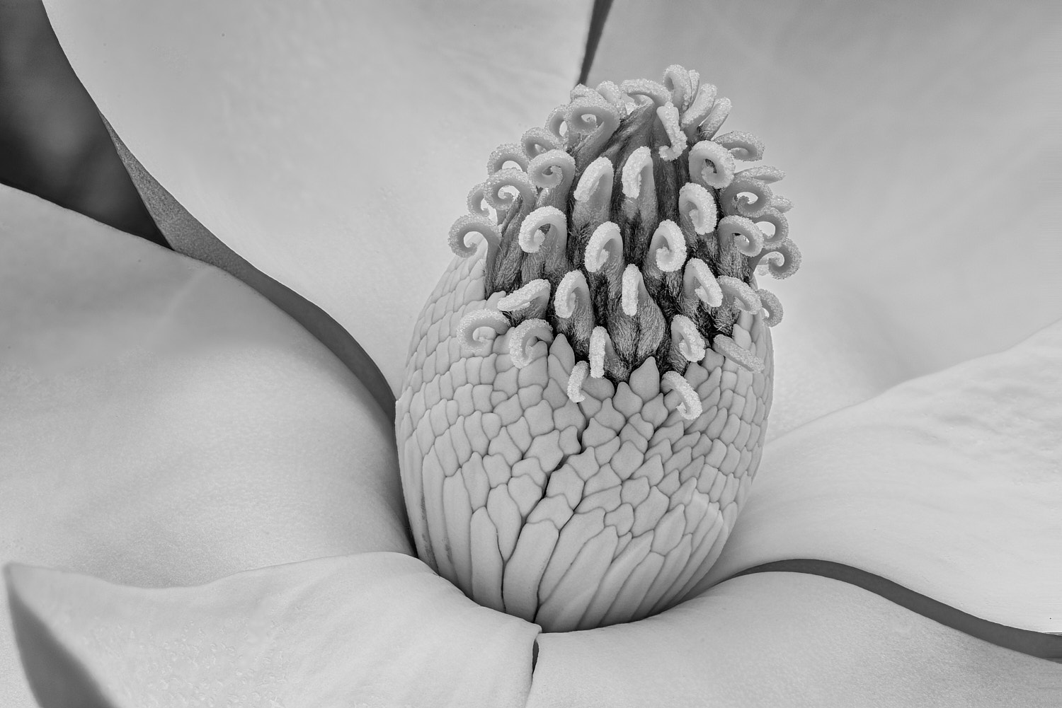 Black and White Photography