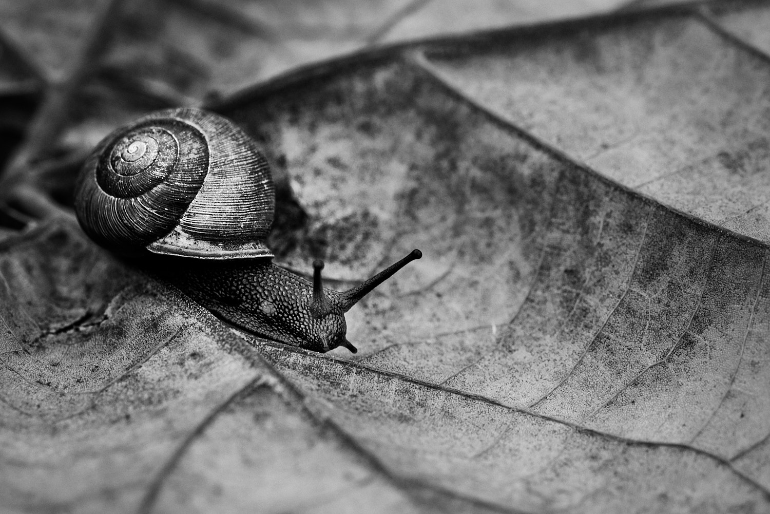 Black and White Photography