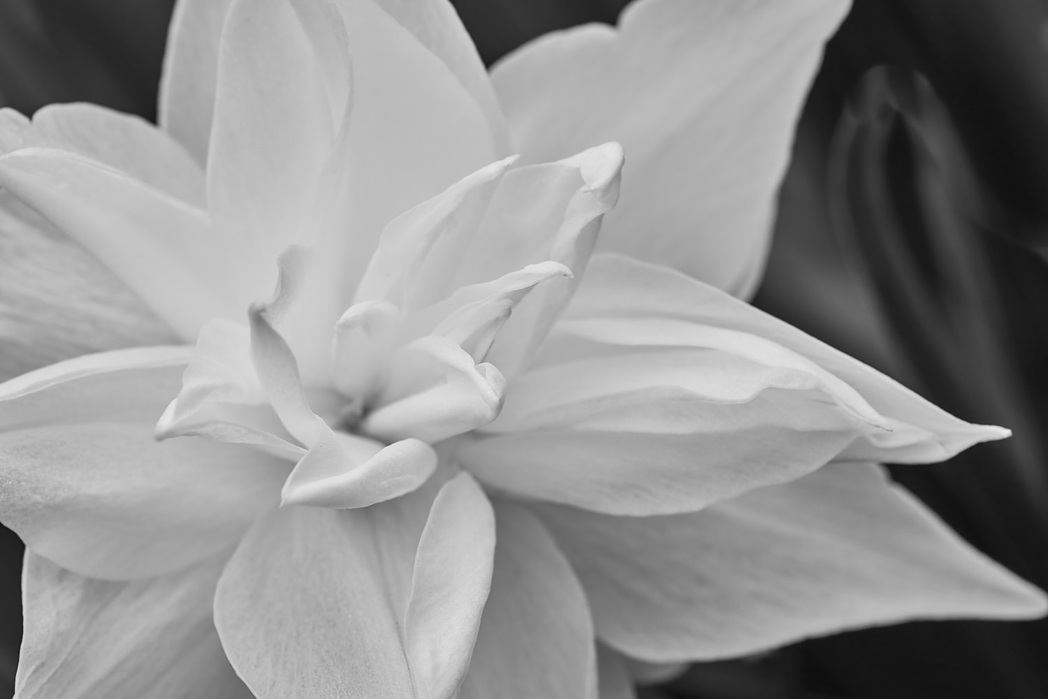 Black and White Photography