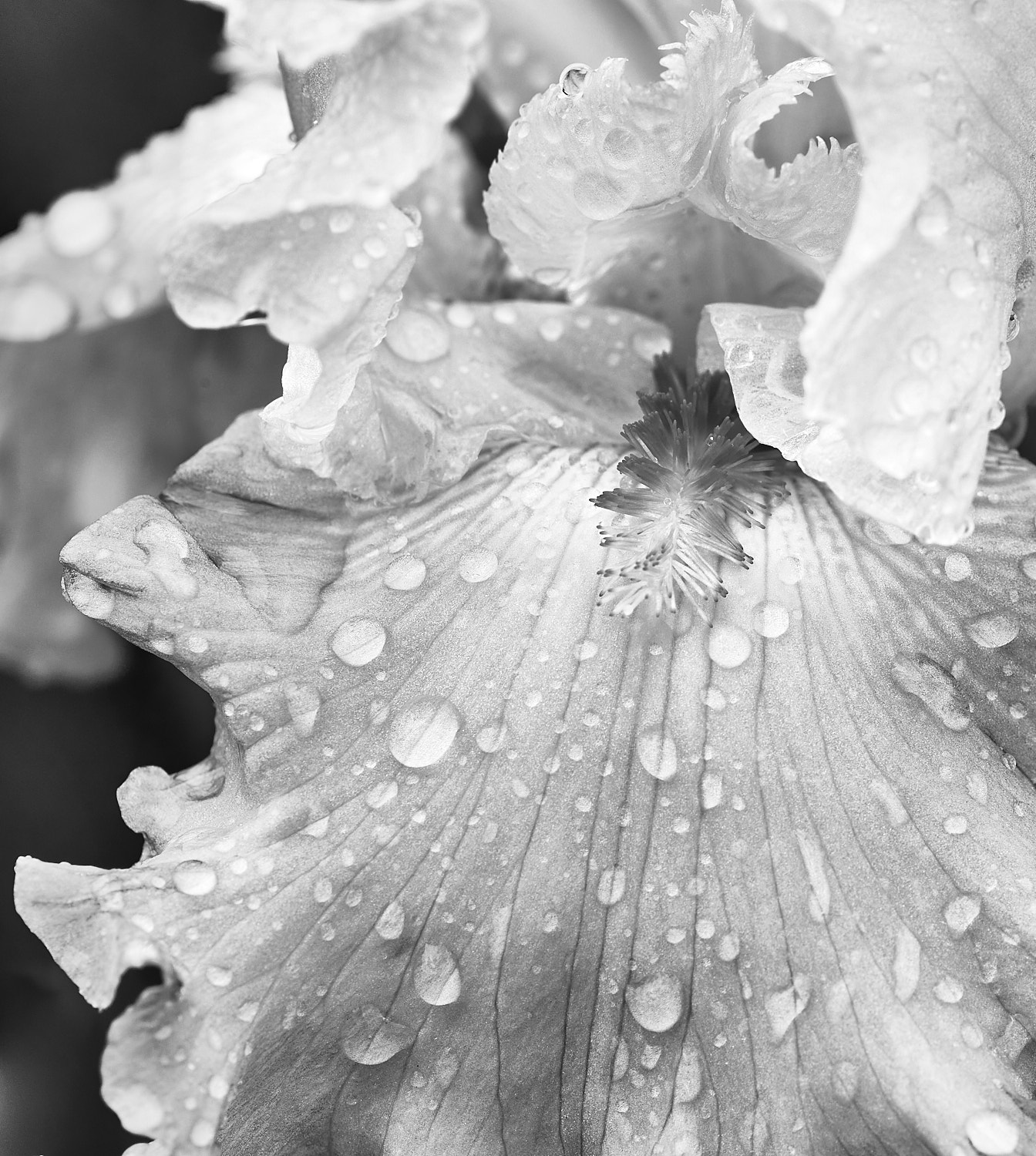 Black and White Photography