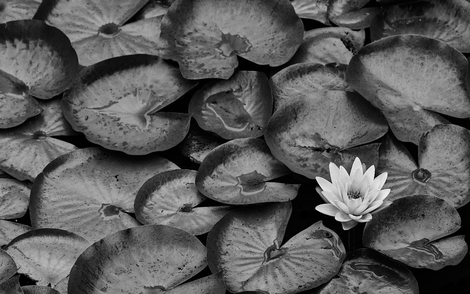 Black and White Photography