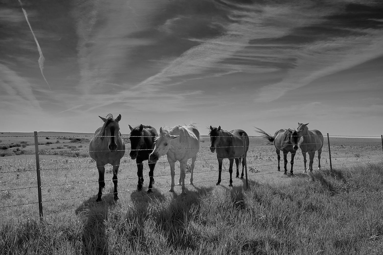 Black and White Photography