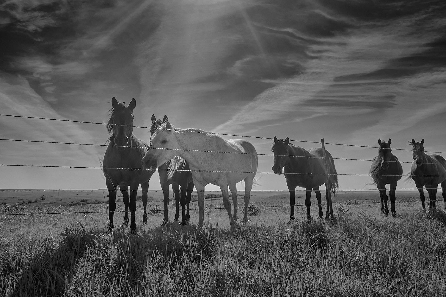 Black and White Photography