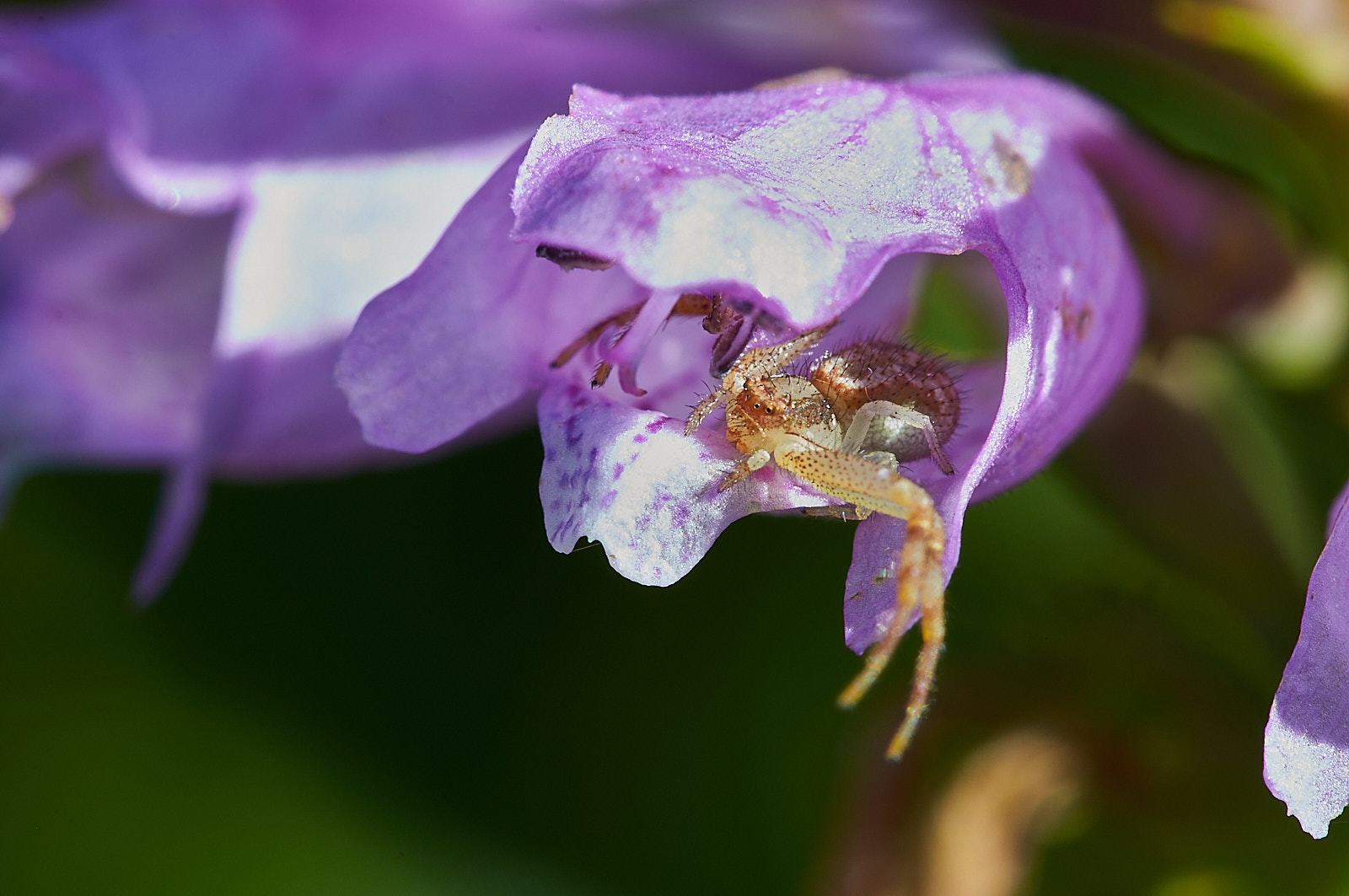 Macro Close Up Nature