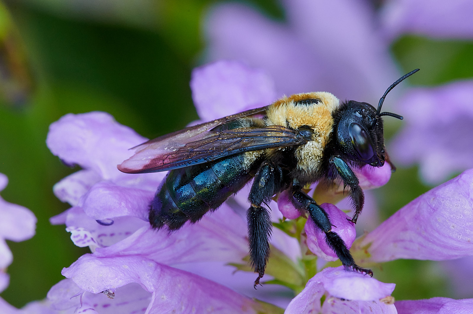 Macro Close Up Nature