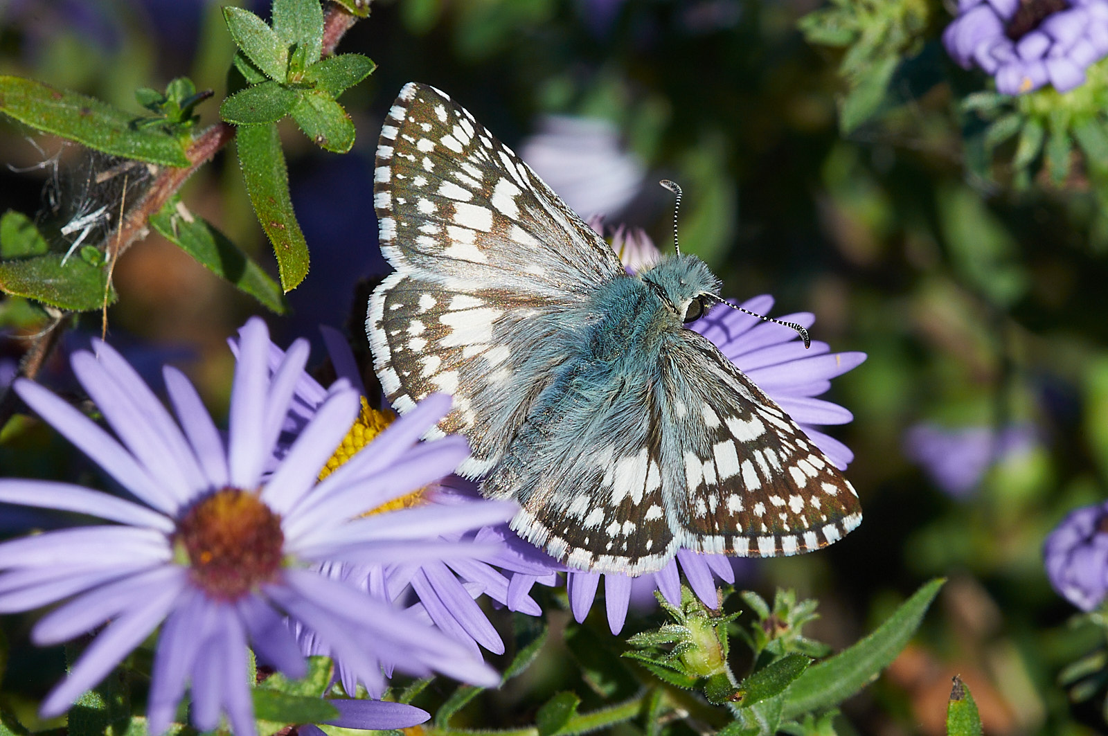 Macro Close Up Nature