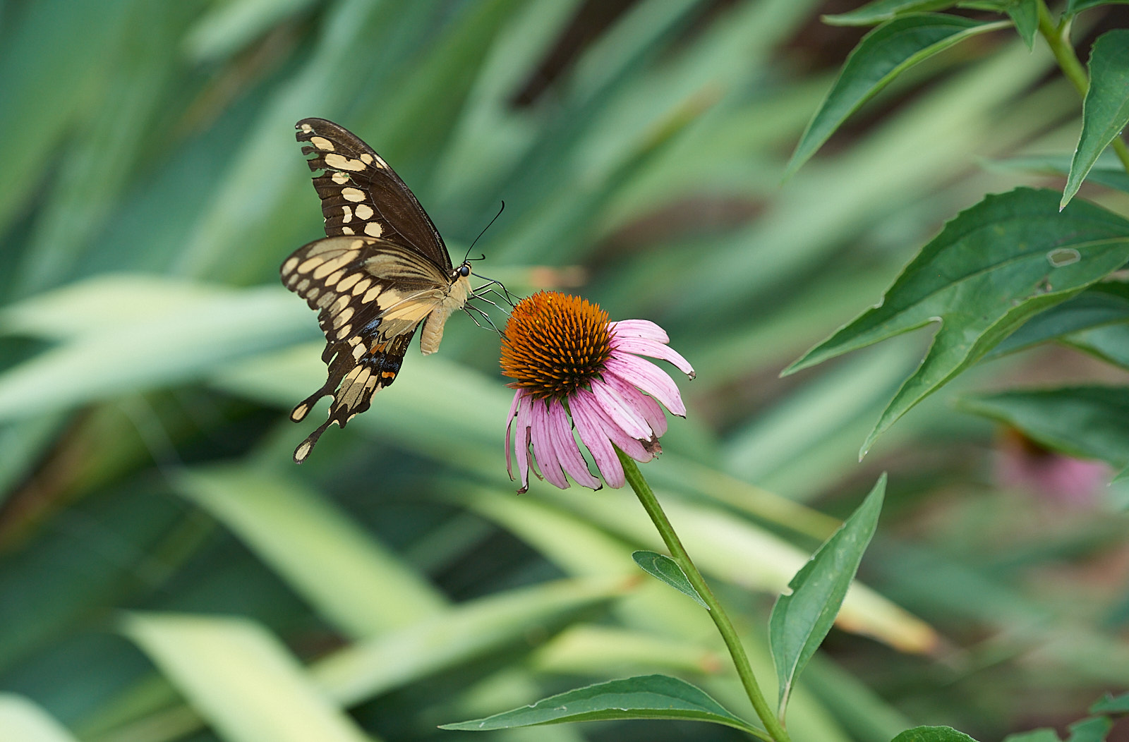 Macro Close Up Nature