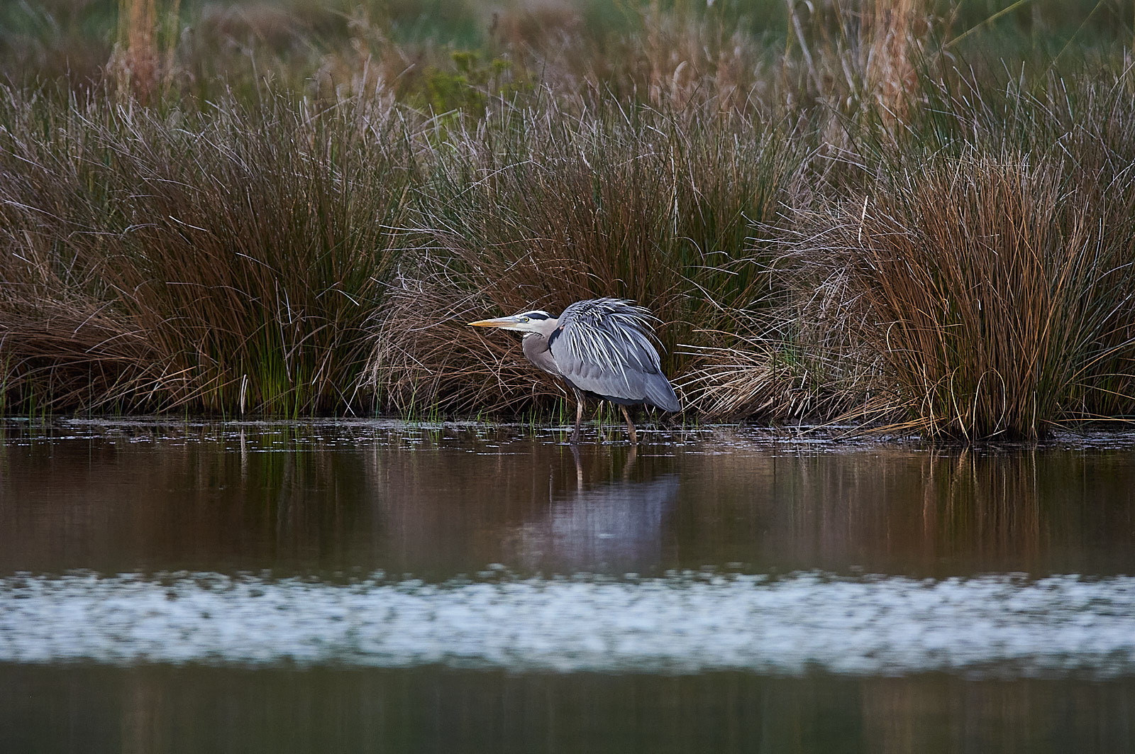 Great Blue Heron