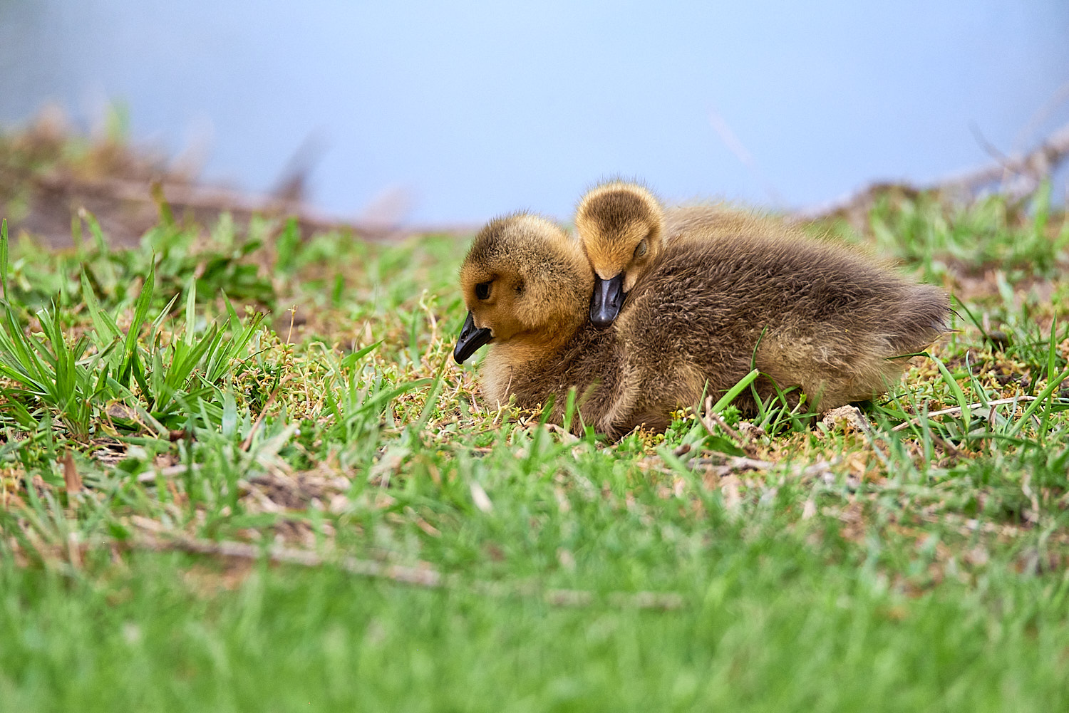 Canadian Geese goslings
