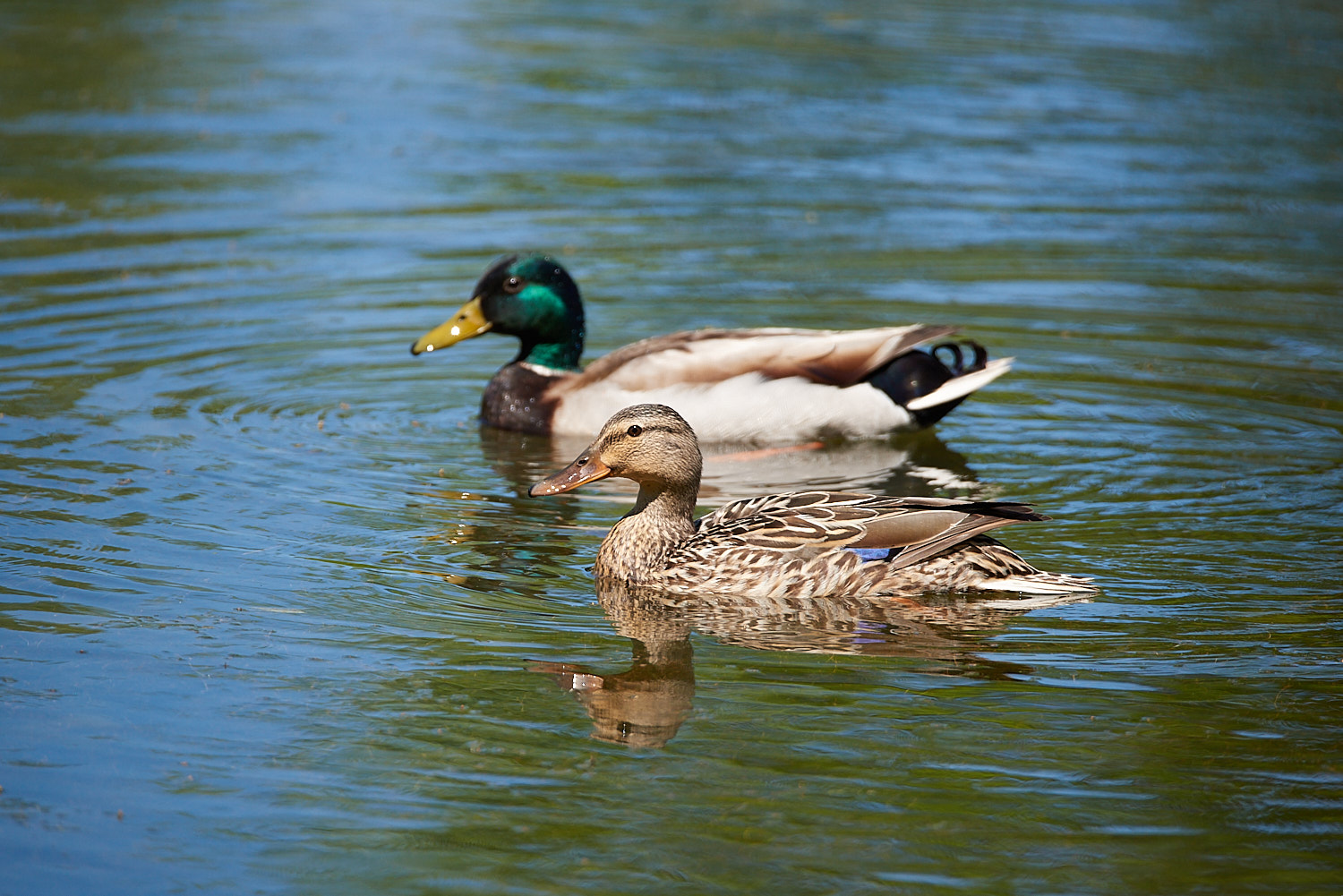 Mallard Duck Pair