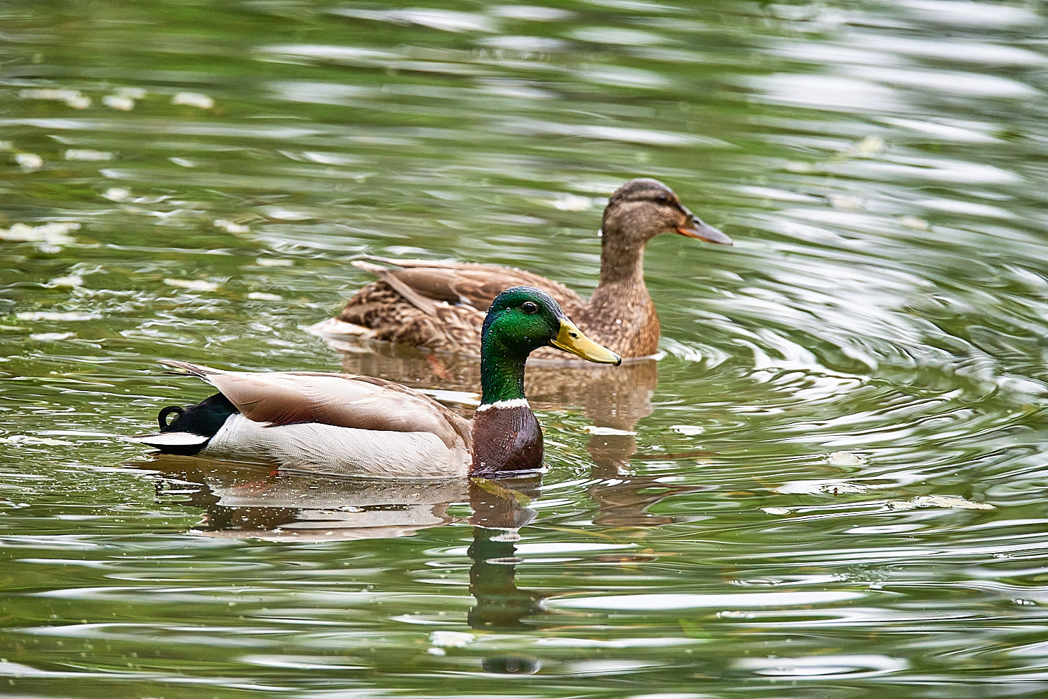 Male and Female Mallard Duck Pair