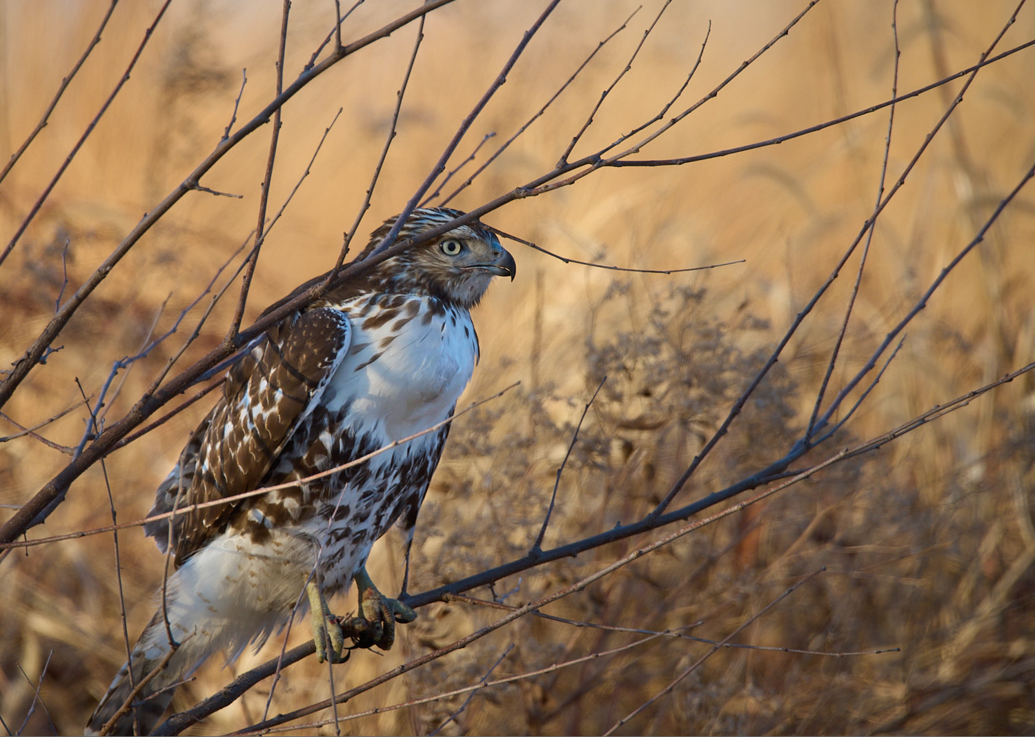 Backlit Juvenile Red Tailed Hawk in tree branches.
