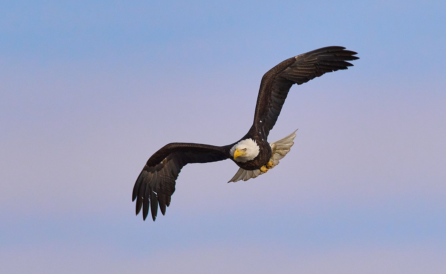 Mature Bald Eagle in flight with beautiful sunset sky background.