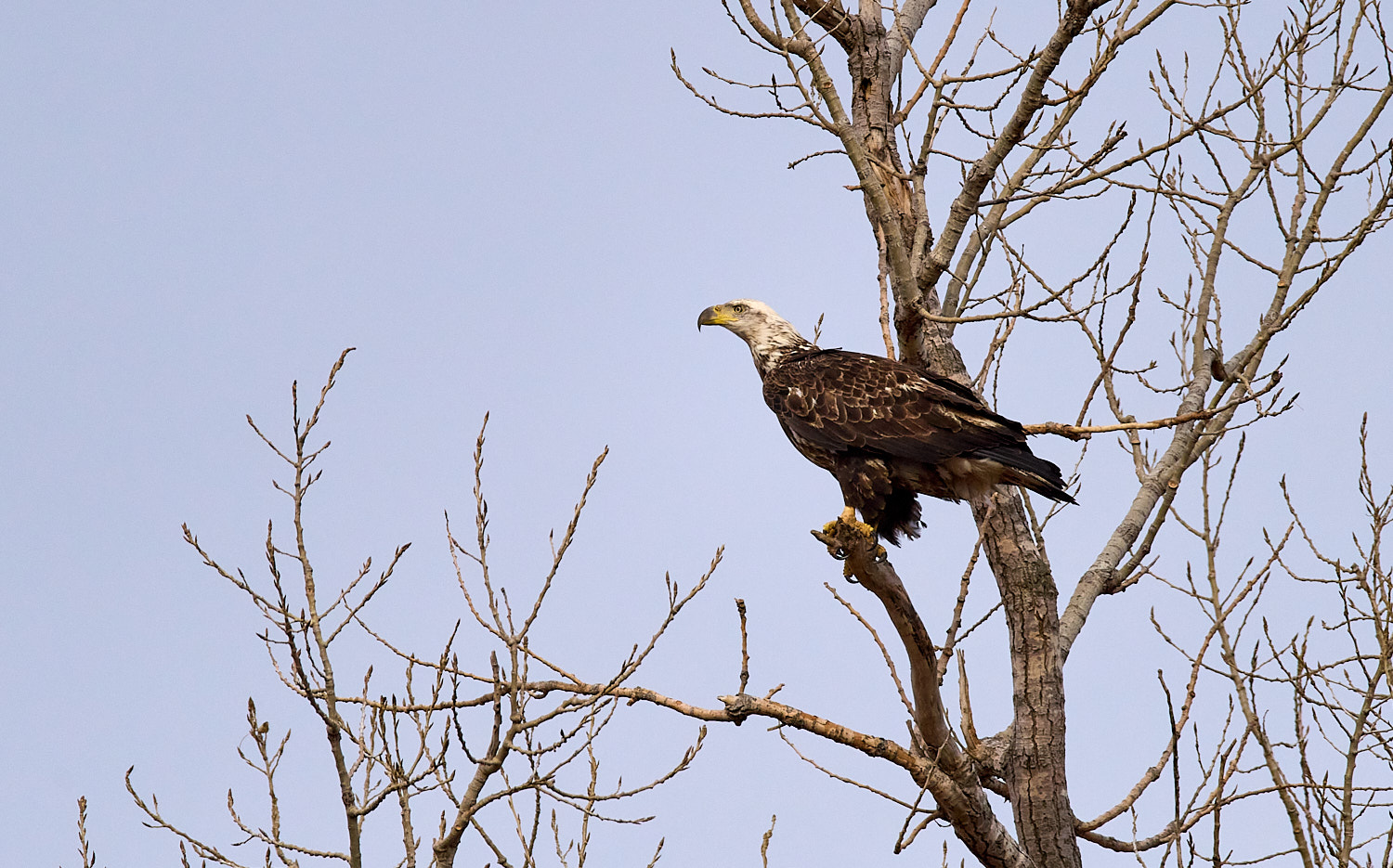 Immature Bald Eagle perched high in a tree.