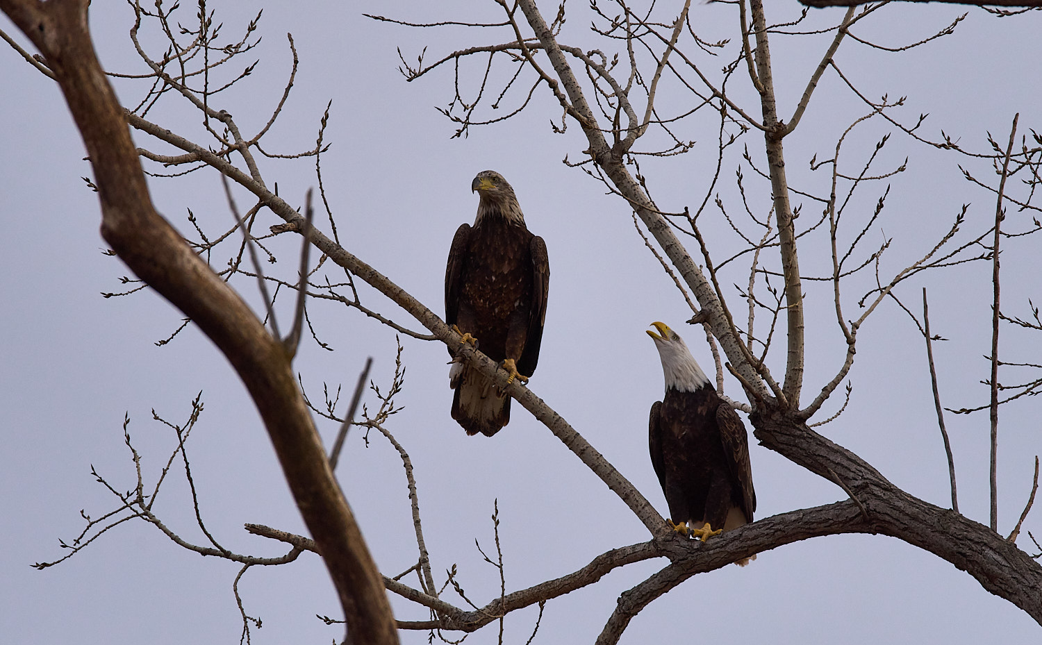 Mature Bald Eagle perched high in a tree squawking at an Immature Bald Eagle perched to close.