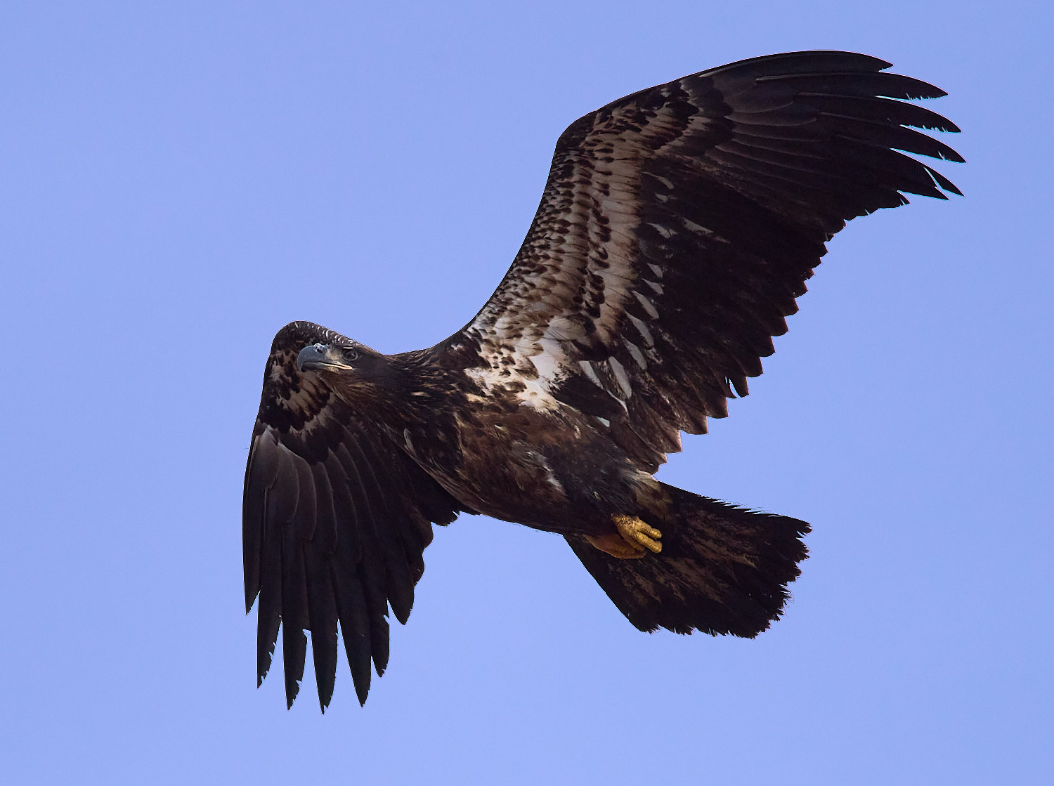 Immature Mature Bald Eagle in flight.