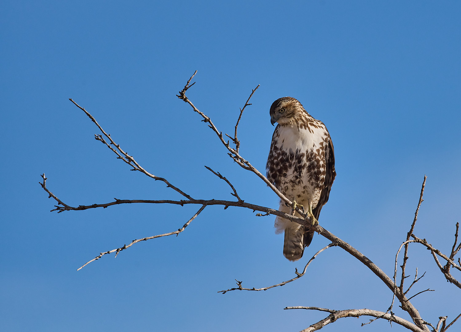 Juvenile Red Tailed Hawk carefully watching for a meal.