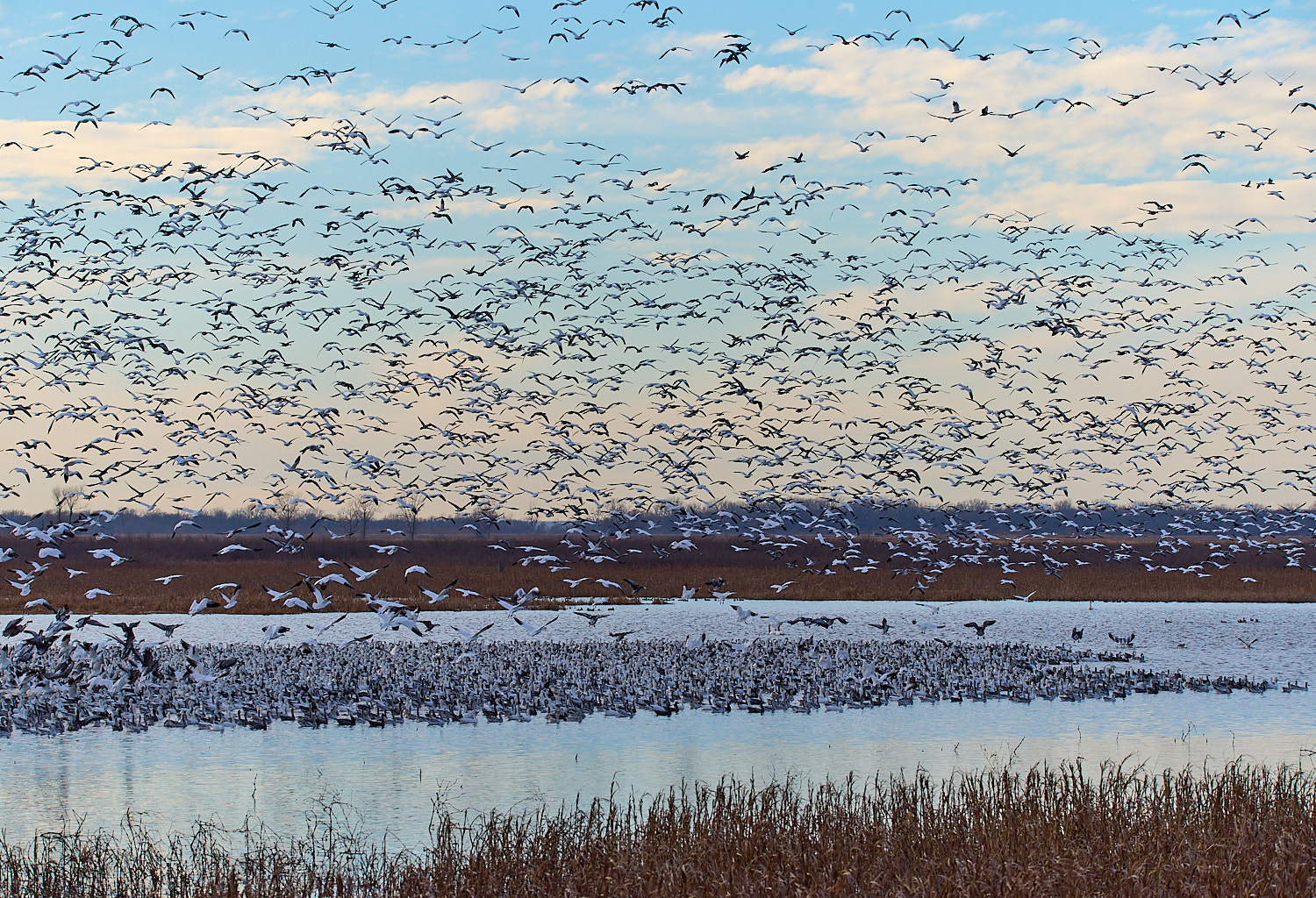 Mass Snow Geese take off with foreground and sky.