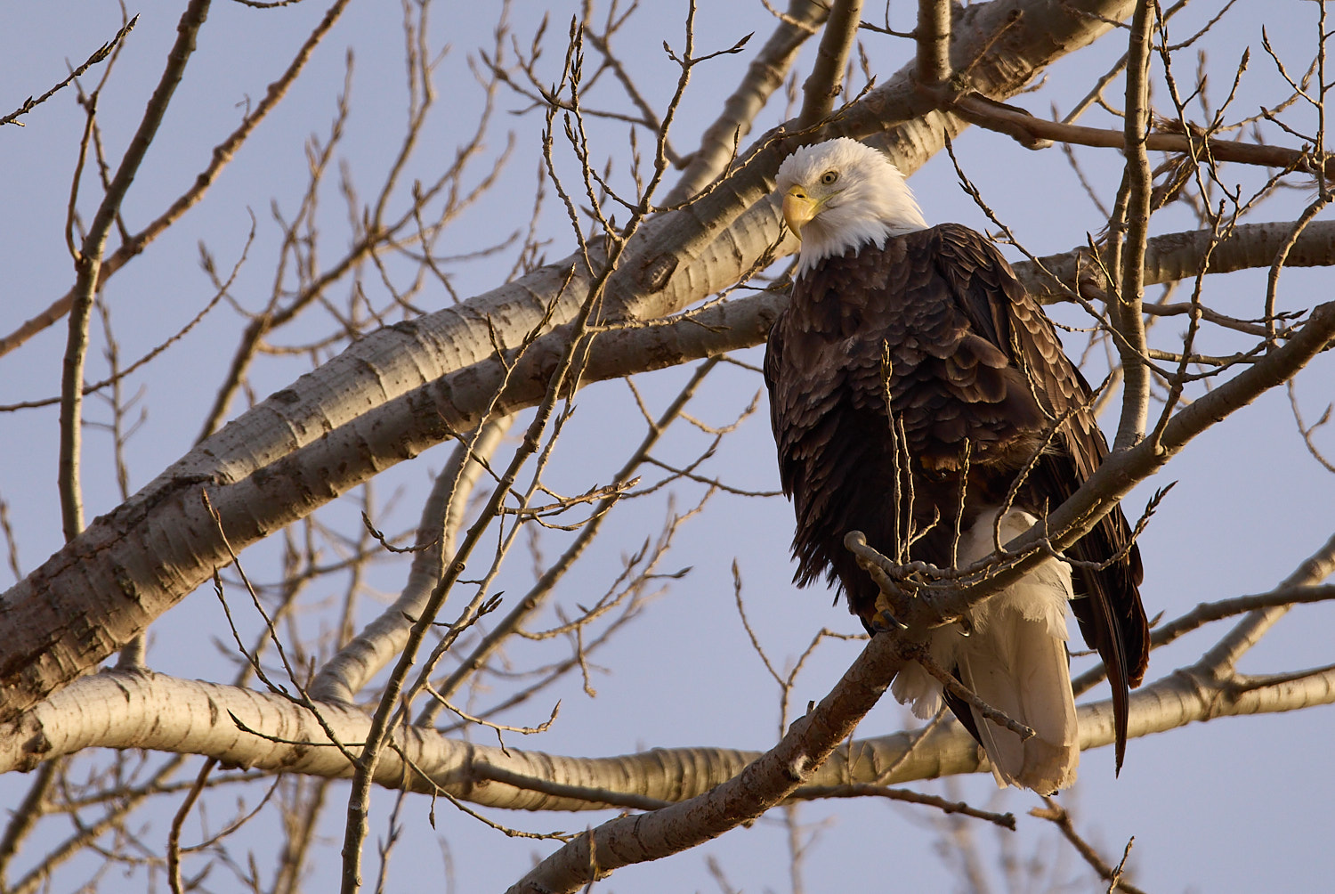 Mature Bald Eagle perched in tree branches.