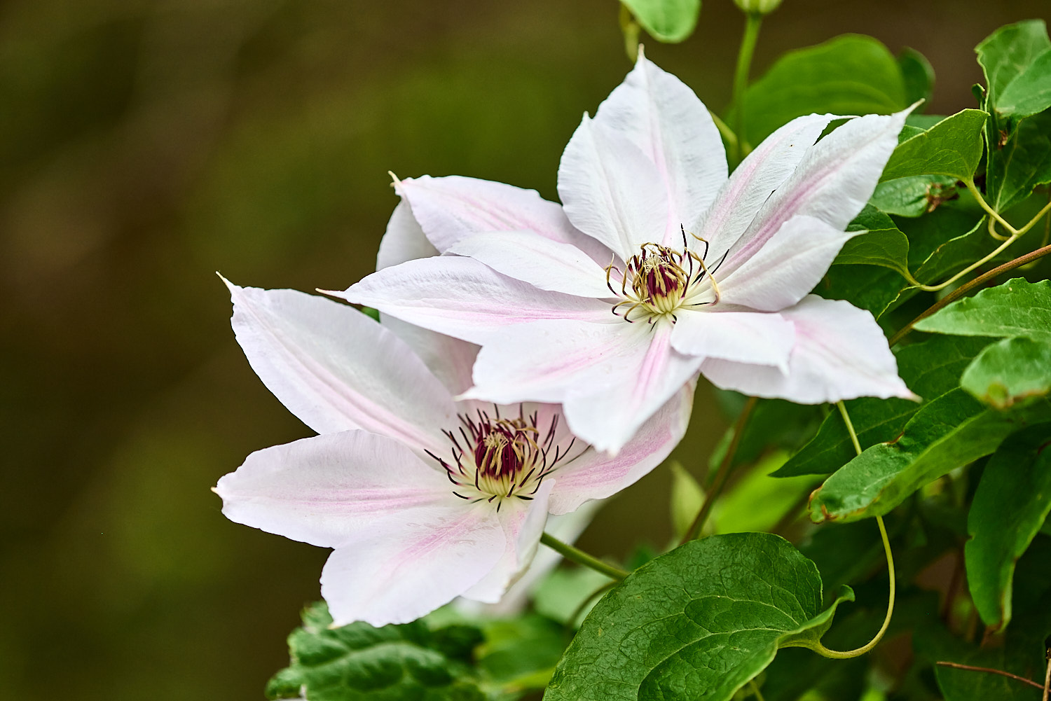 Mature Doe and younger Doe in a meadow at dusk.