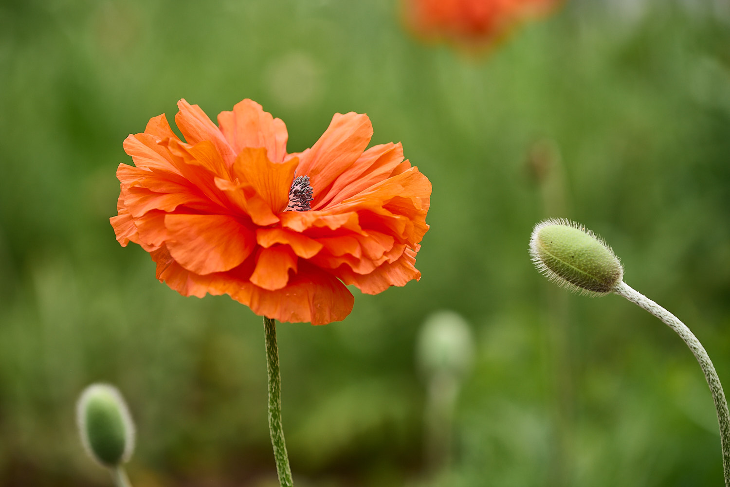 Mature Doe profile against a forest background.