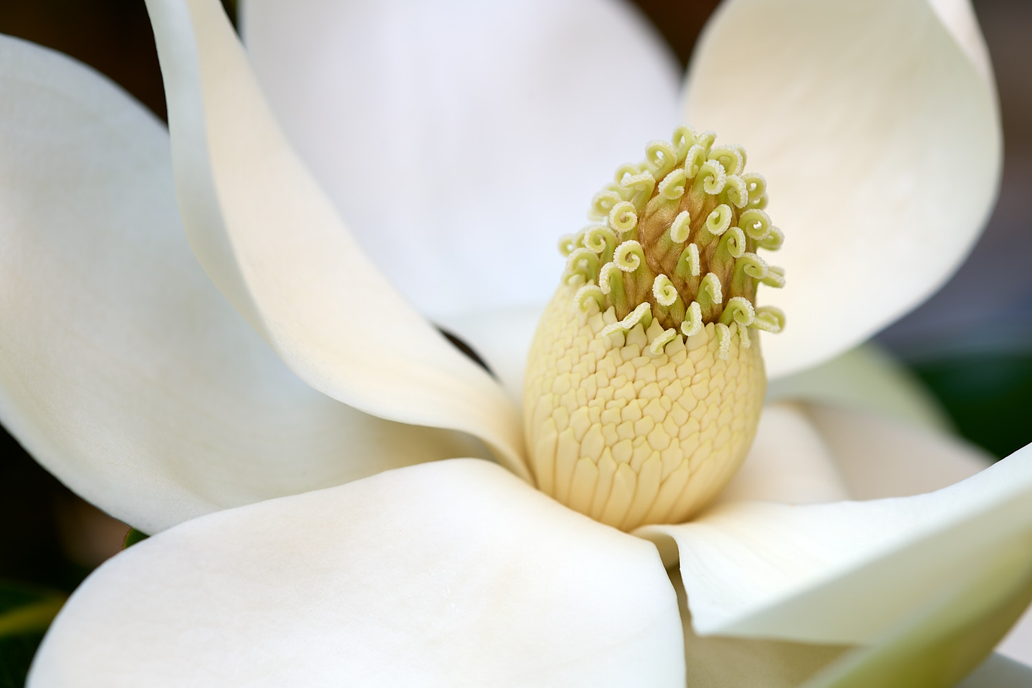 Mature Bald Eagle gliding in flight.