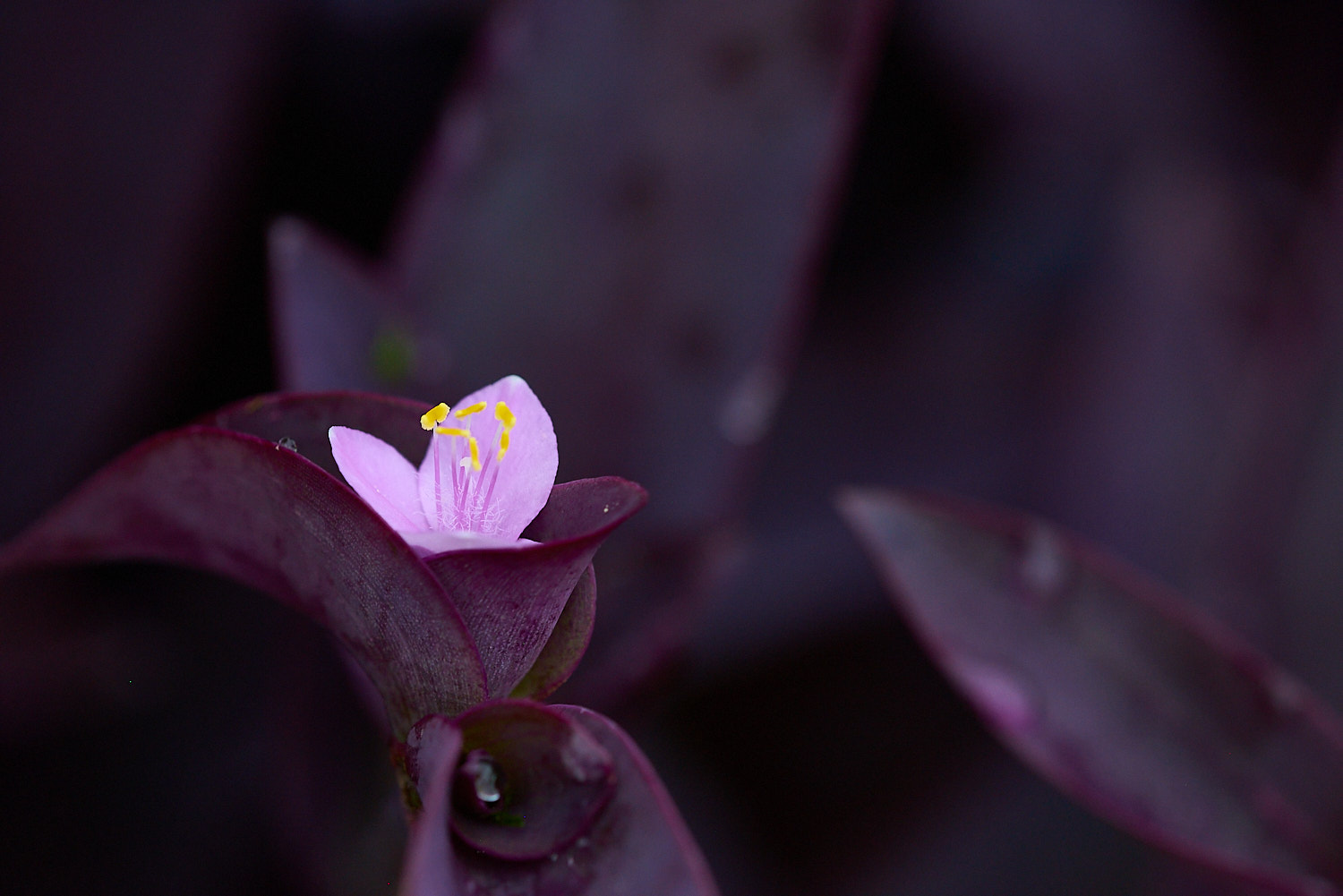 Two Trumpeter Swans and a Ross's Goose sunning on the ice at Loess Bluffs NWR.