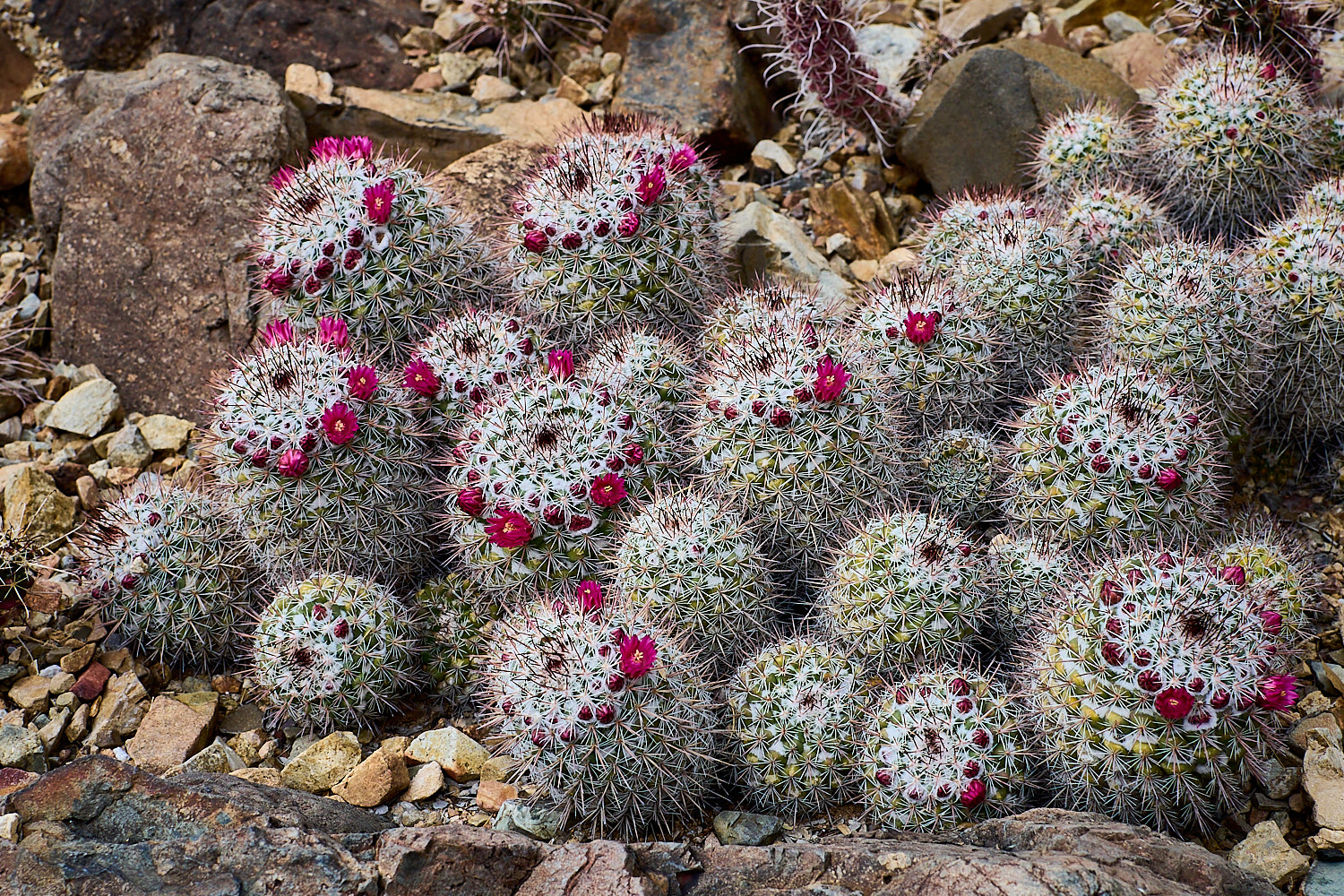 Immature Bald Eagle in flight at Loess Bluffs NWR.