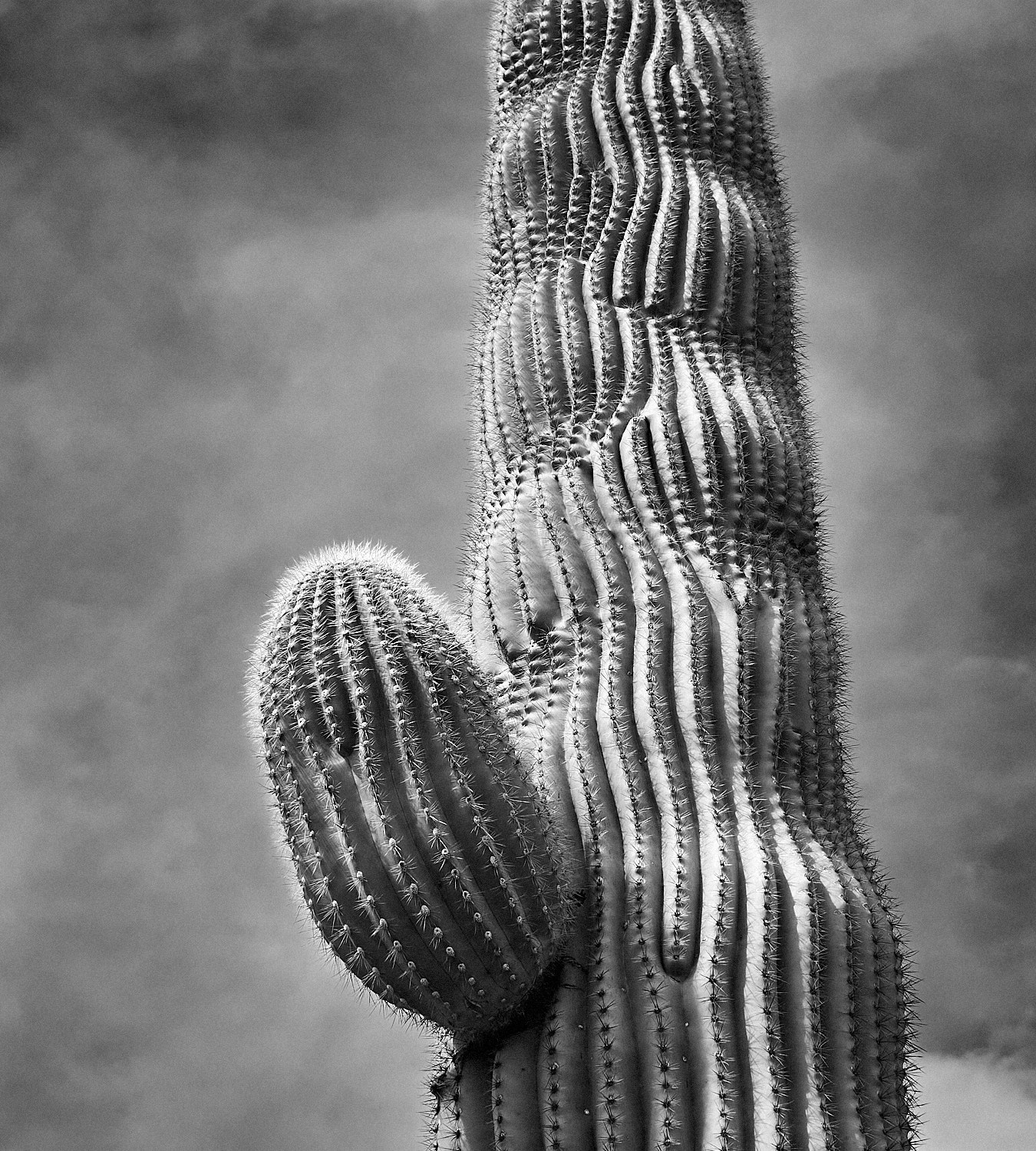 Bald Eagle coming in for a landing.