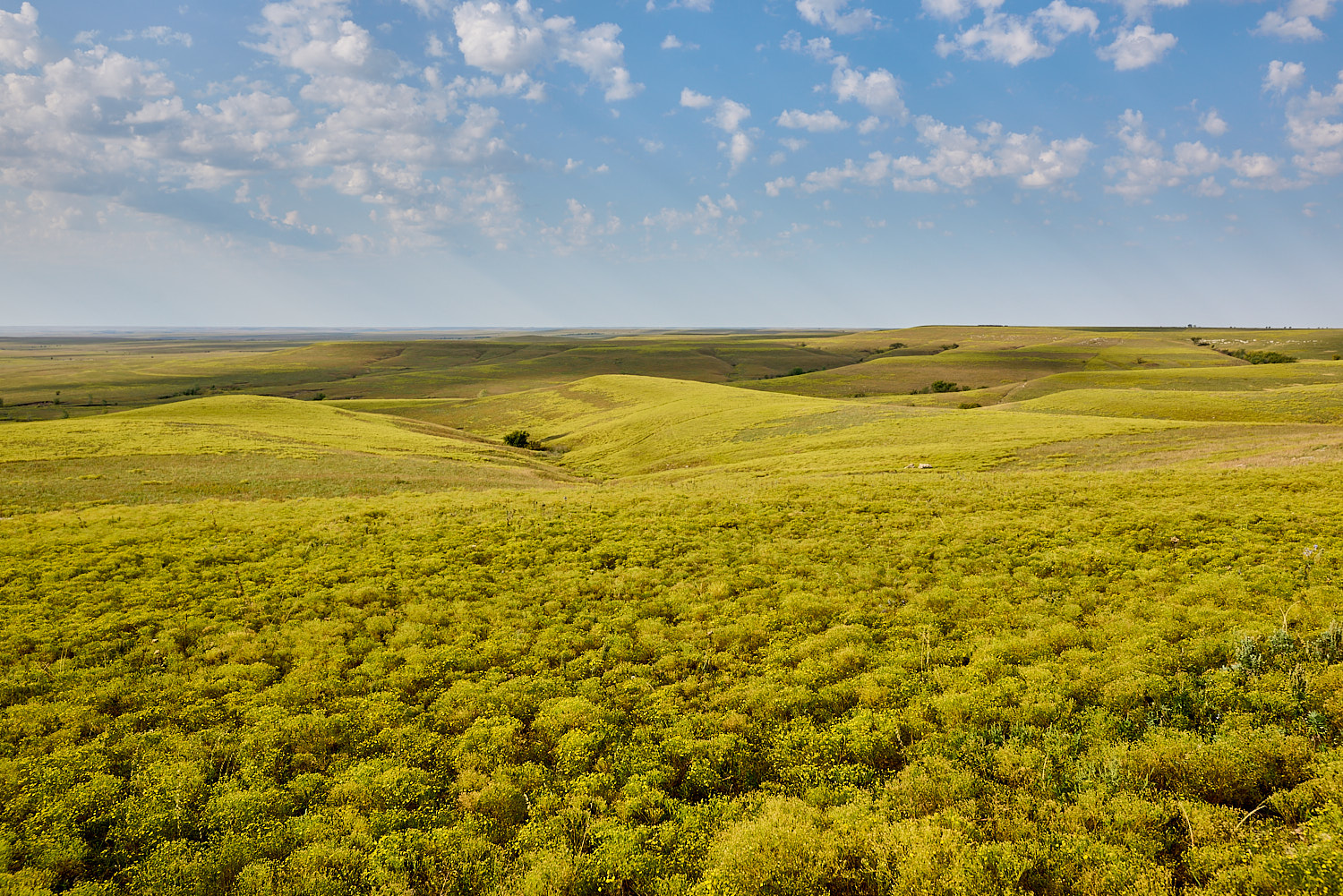 Three swans walking over ice in Loess Bluffs NWR.