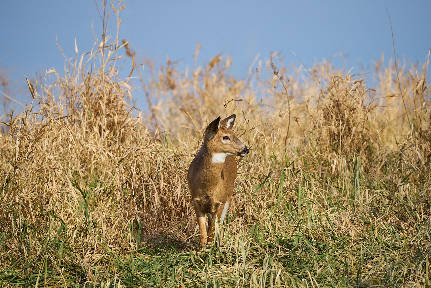 Two Swans in flight with clear blue sky.